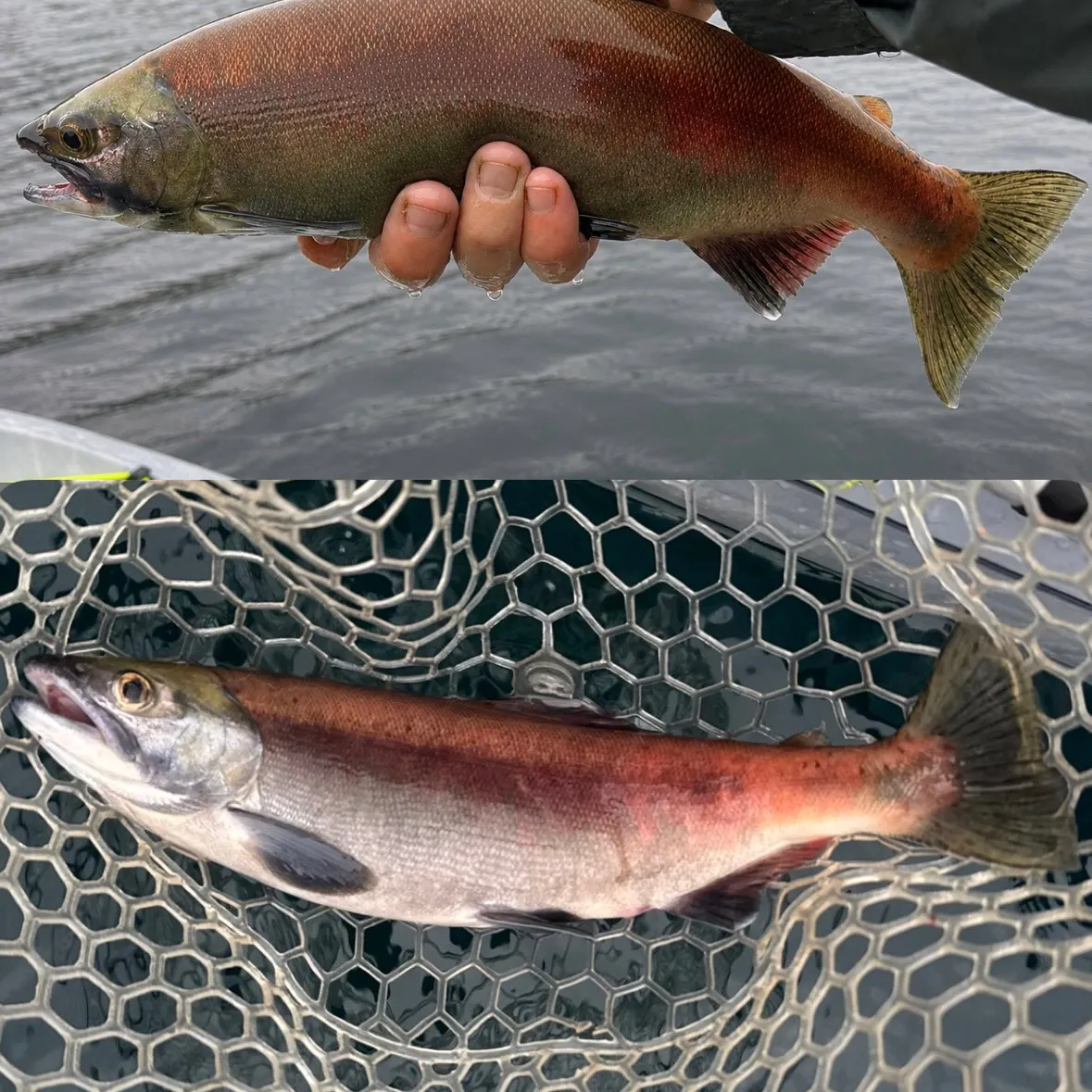 Kokanee salmon caught on Fishbrain