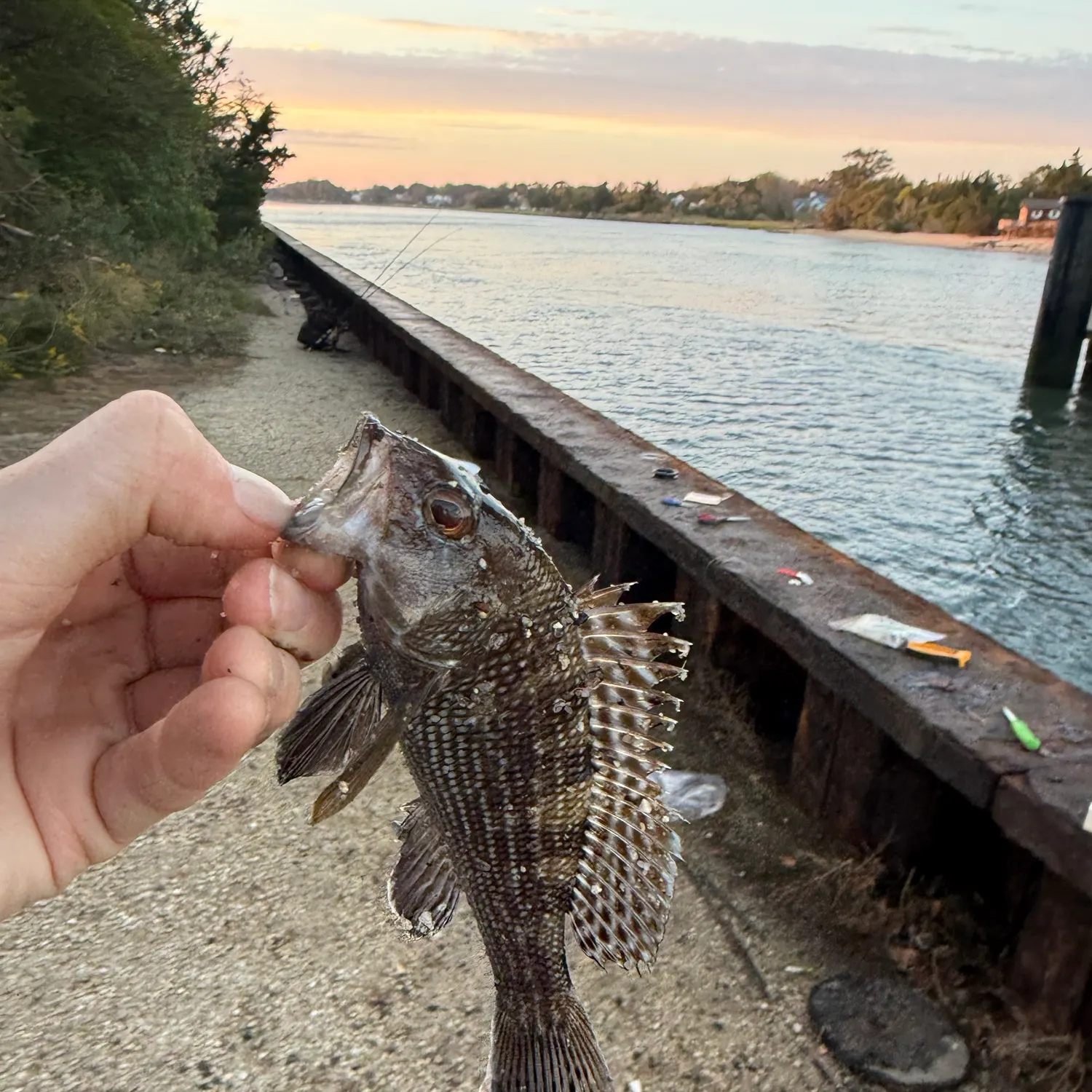 Black sea bass caught on Fishbrain