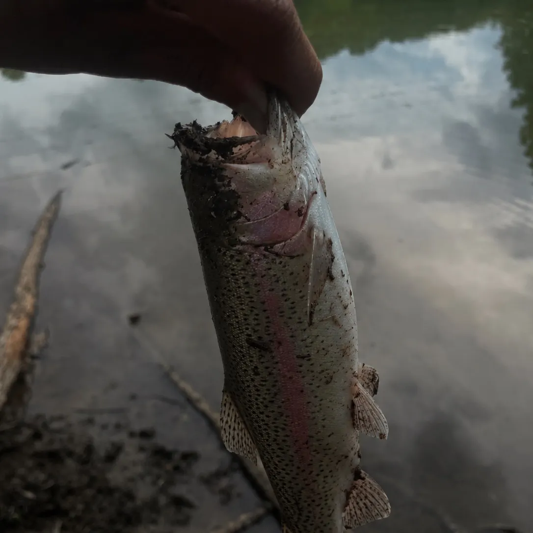 Rainbow trout caught on Fishbrain