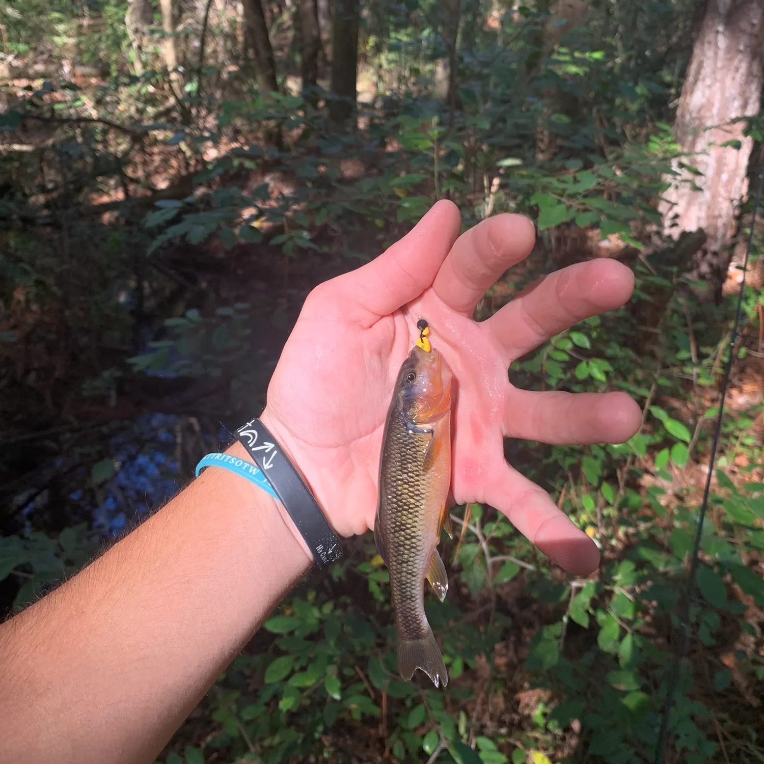 The most recent Dixie chub catches on Fishbrain