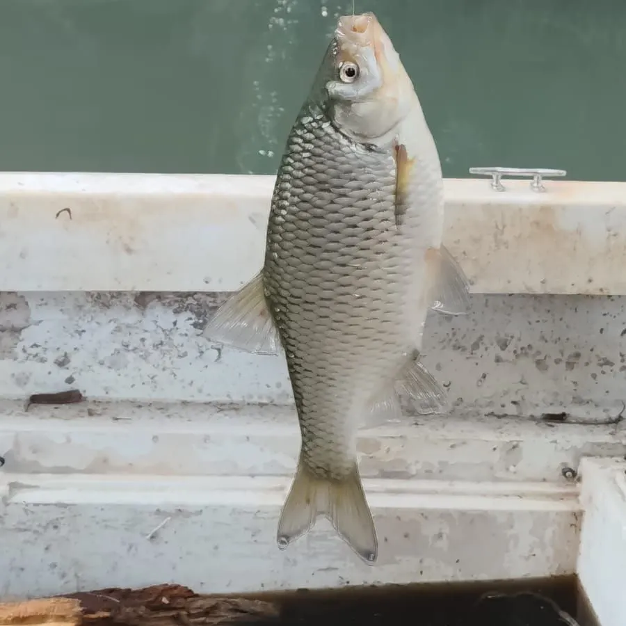 European chub caught on Fishbrain