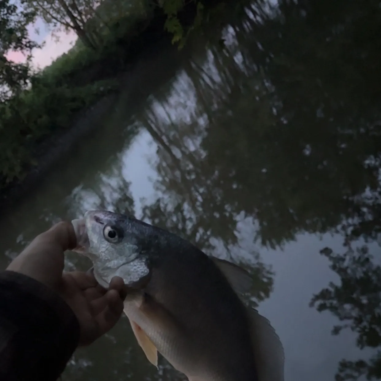 Freshwater drum caught on Fishbrain