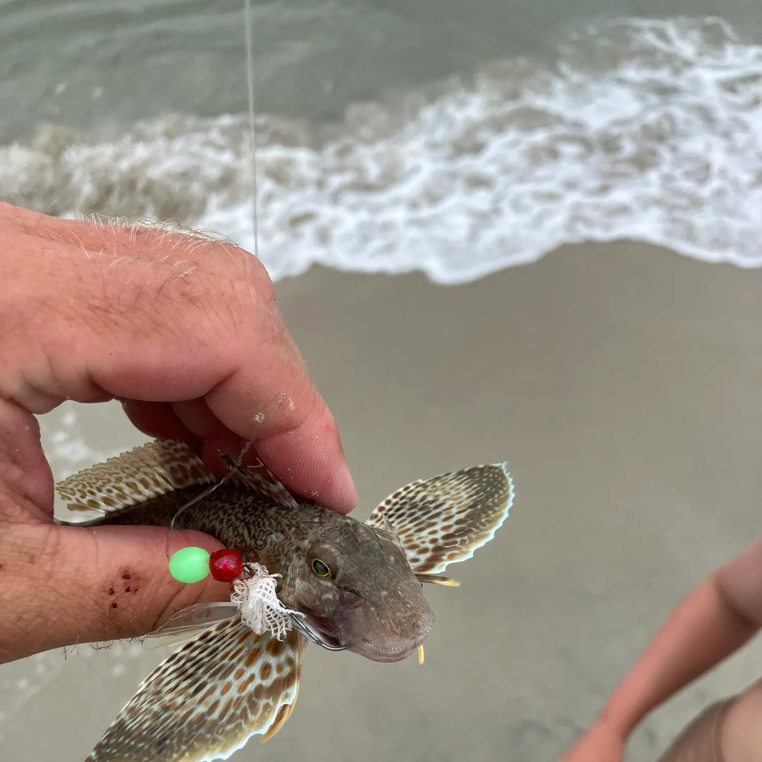 The most recent Striped searobin catches on Fishbrain