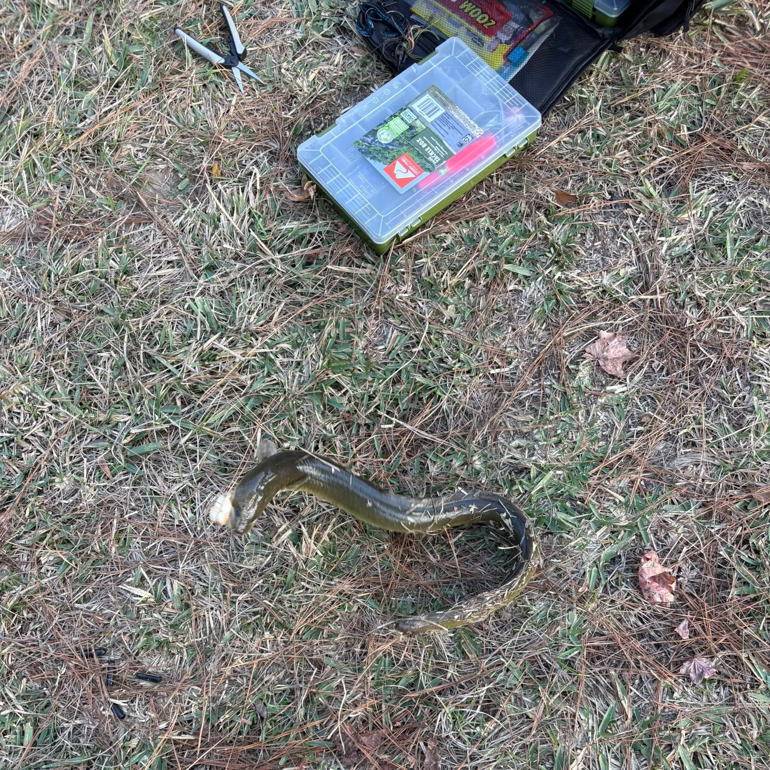 The most recent American eel catches on Fishbrain