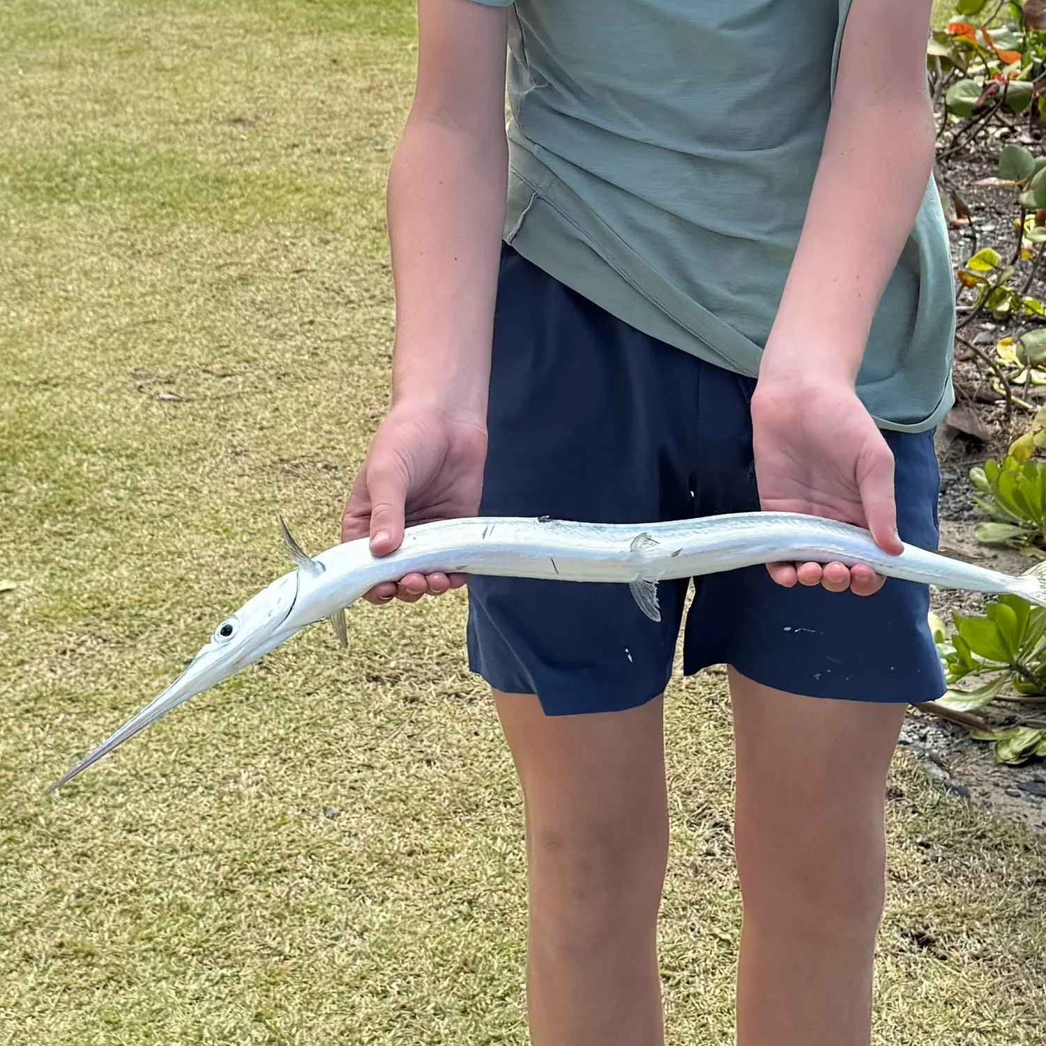 The most recent Flat needlefish catches on Fishbrain