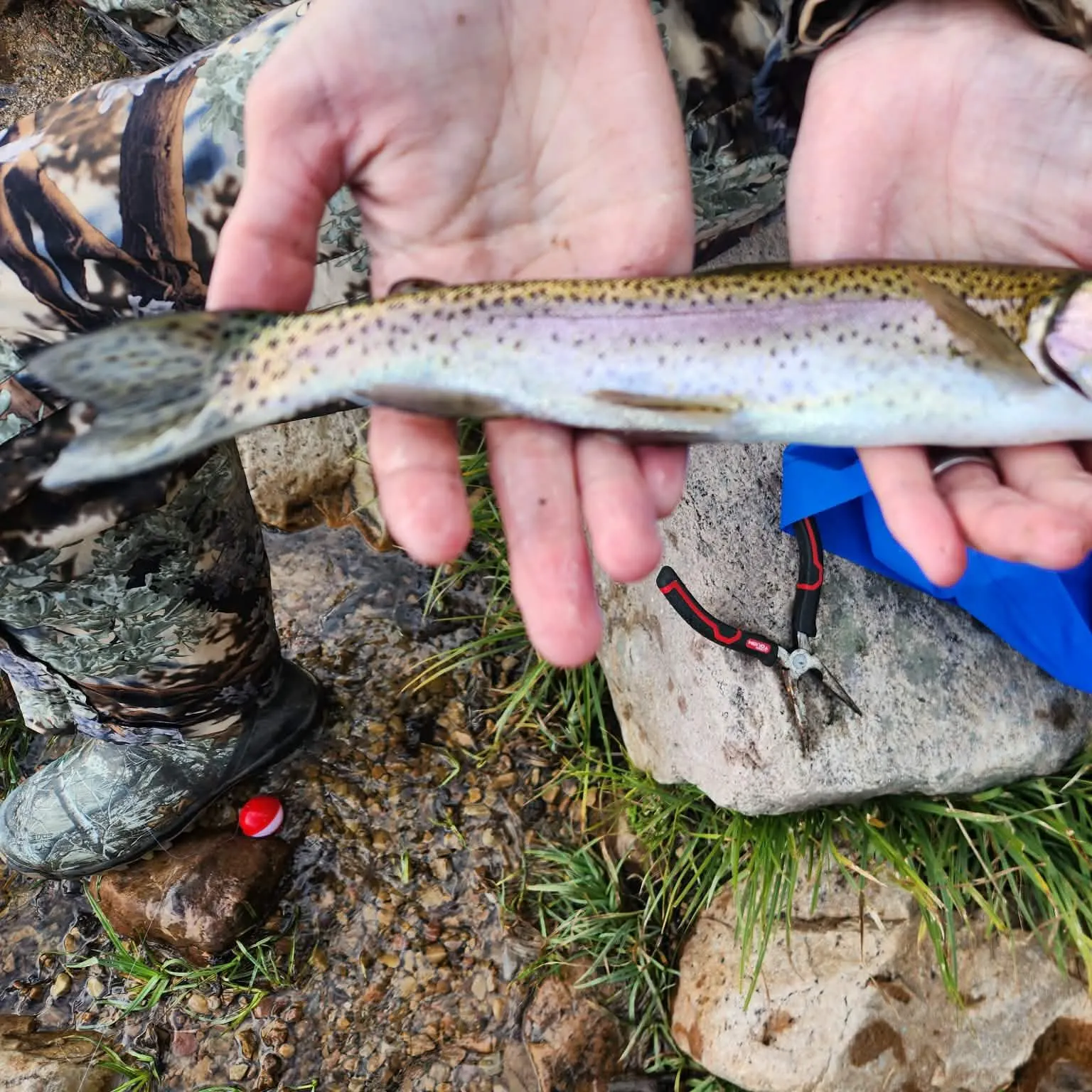 Rainbow trout caught on Fishbrain