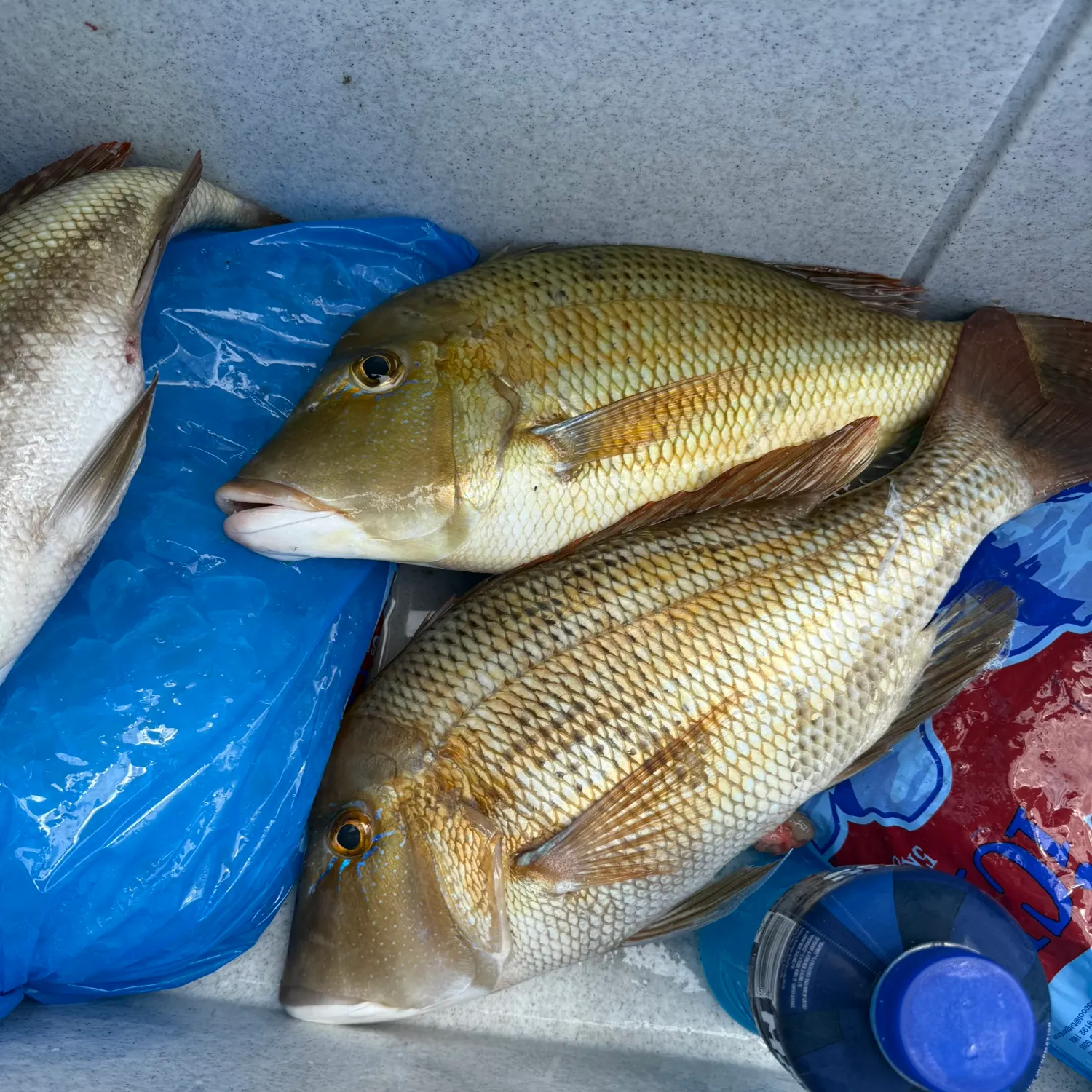 The most recent Trumpet emperor catches on Fishbrain