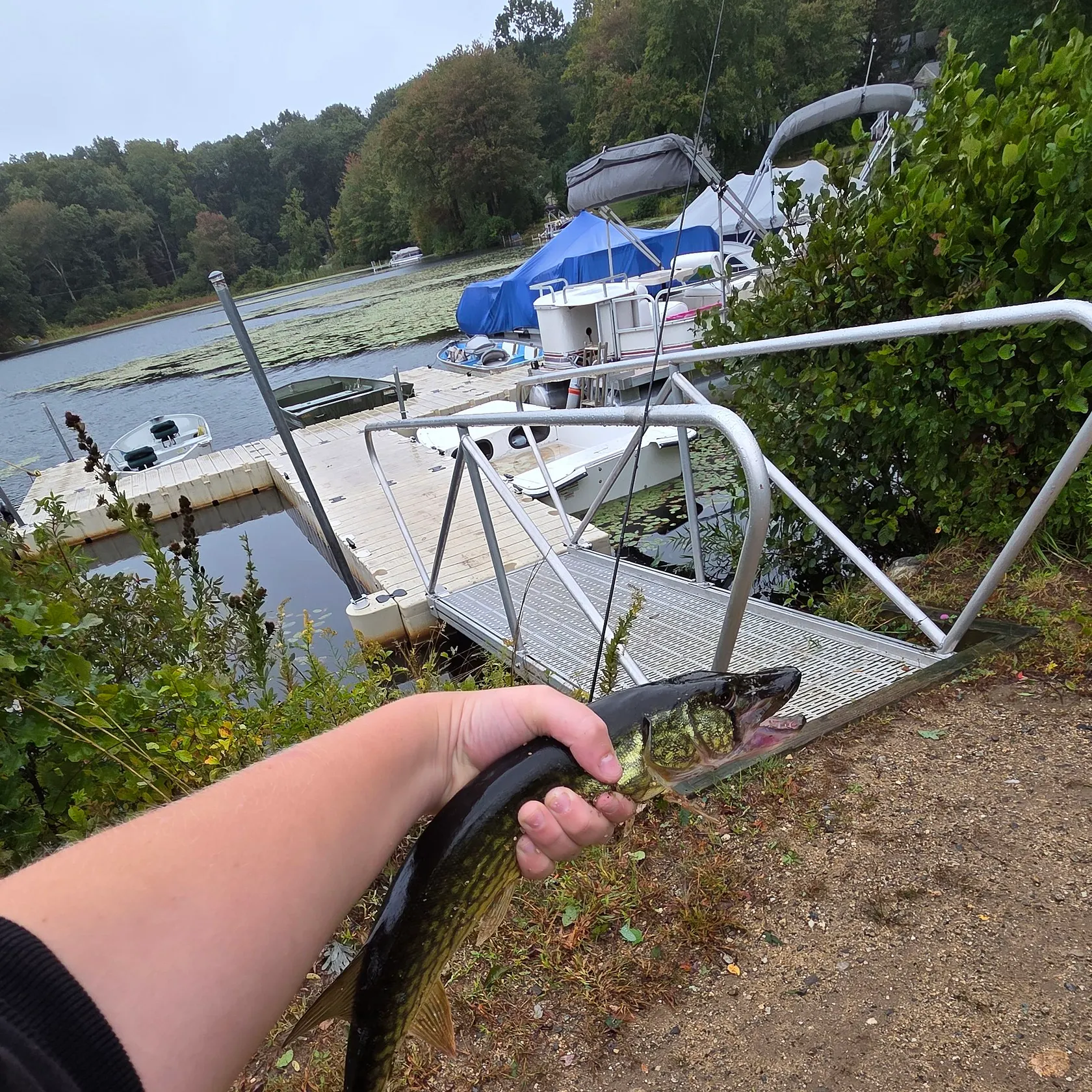 Chain pickerel caught on Fishbrain