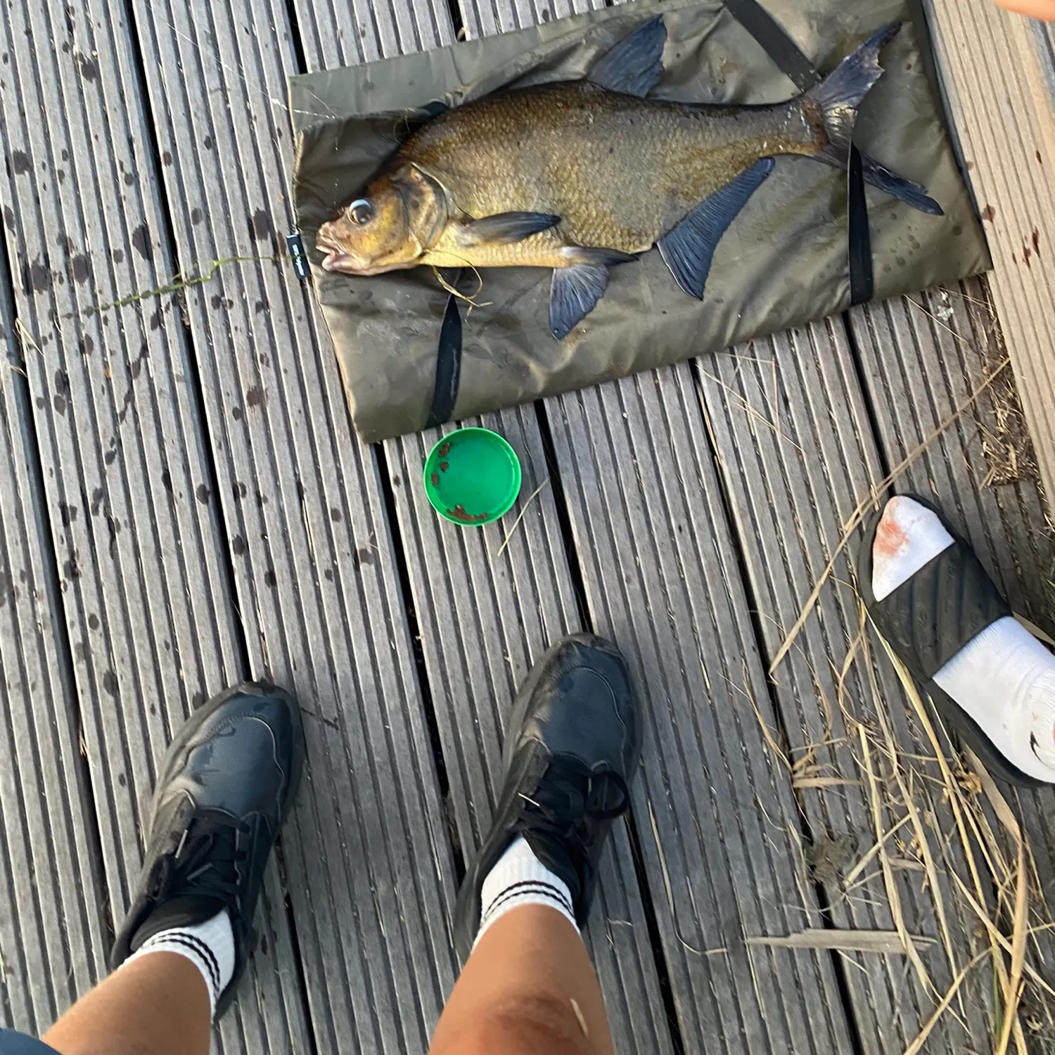 Common bream caught on Fishbrain