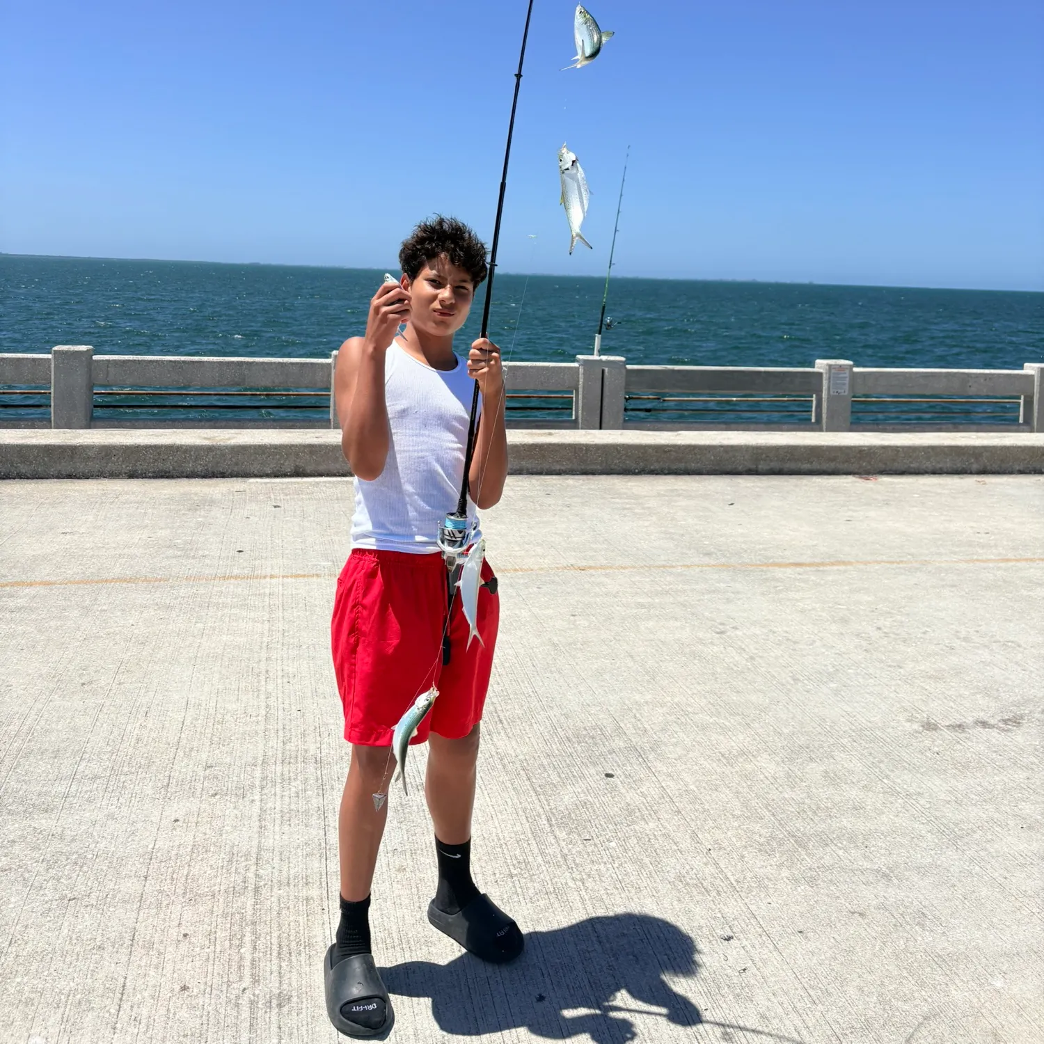 The most recent Greenback horse mackerel catches on Fishbrain