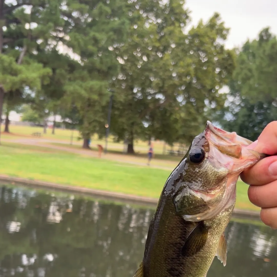 Fish caught on Fishbrain