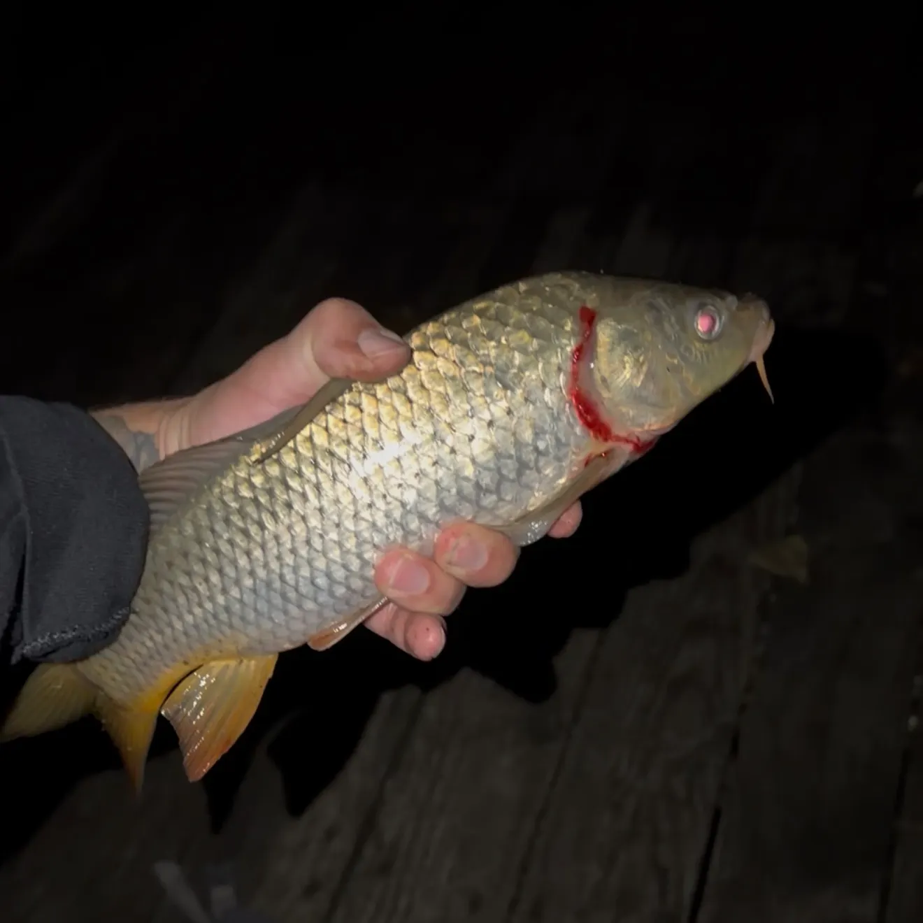Common carp caught on Fishbrain