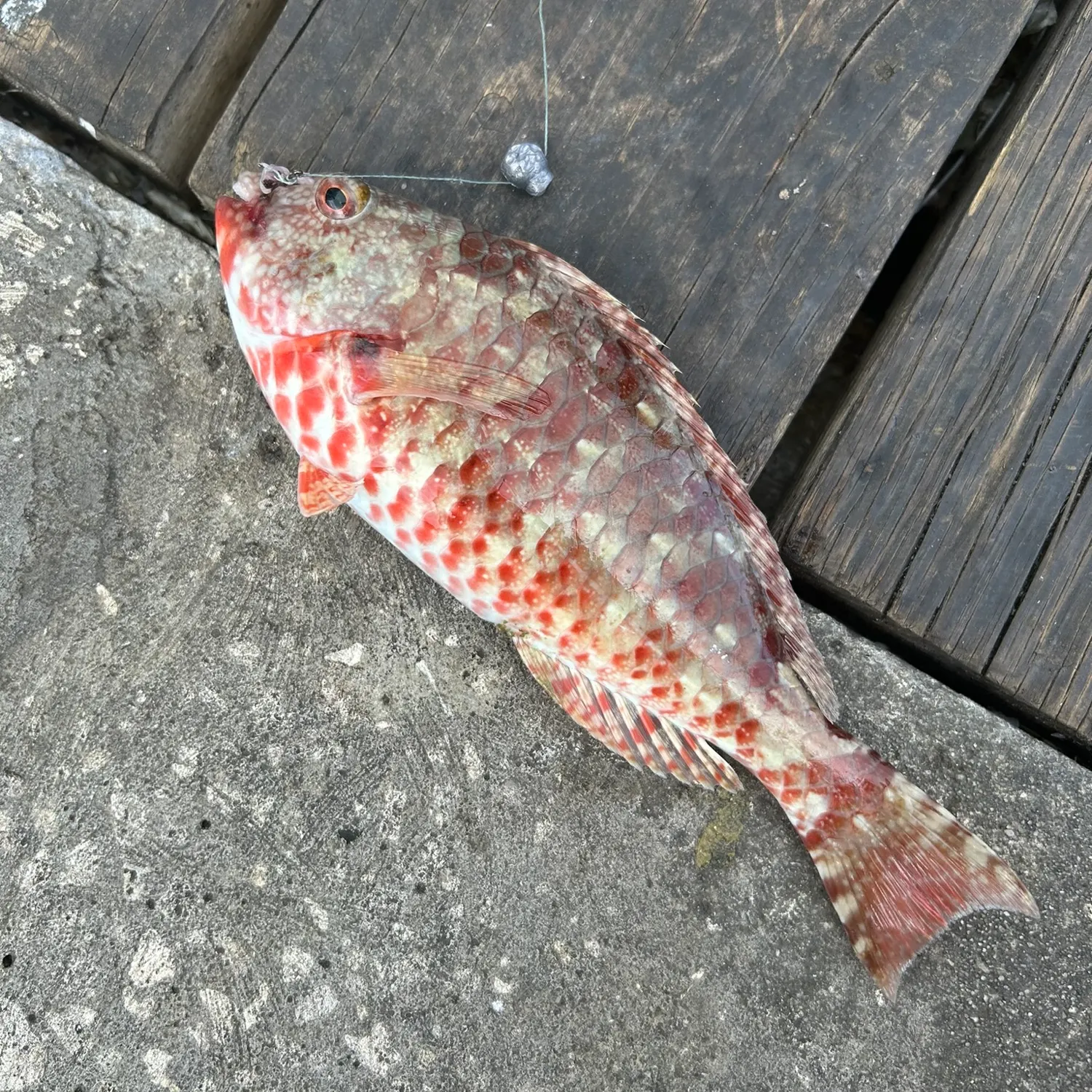 The most recent Japanese parrotfish catches on Fishbrain