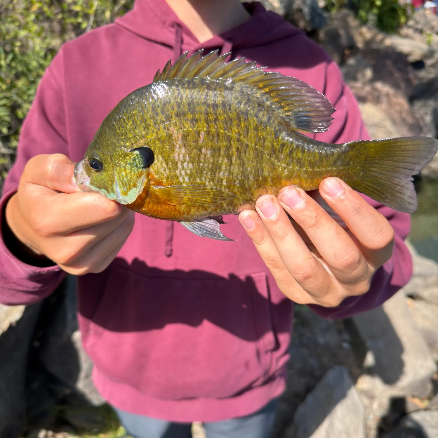 Bluegill caught on Fishbrain