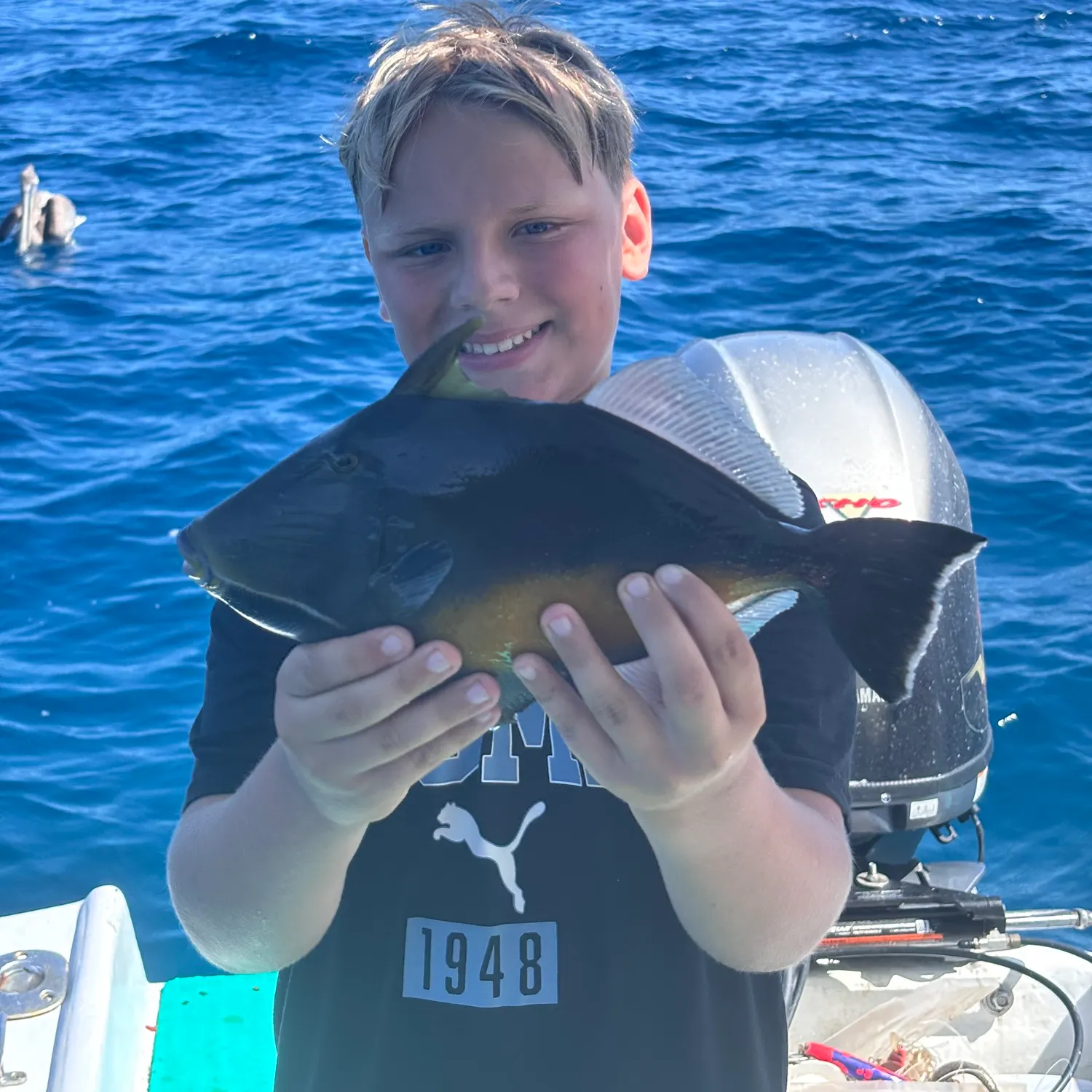 The most recent Ocean triggerfish catches on Fishbrain