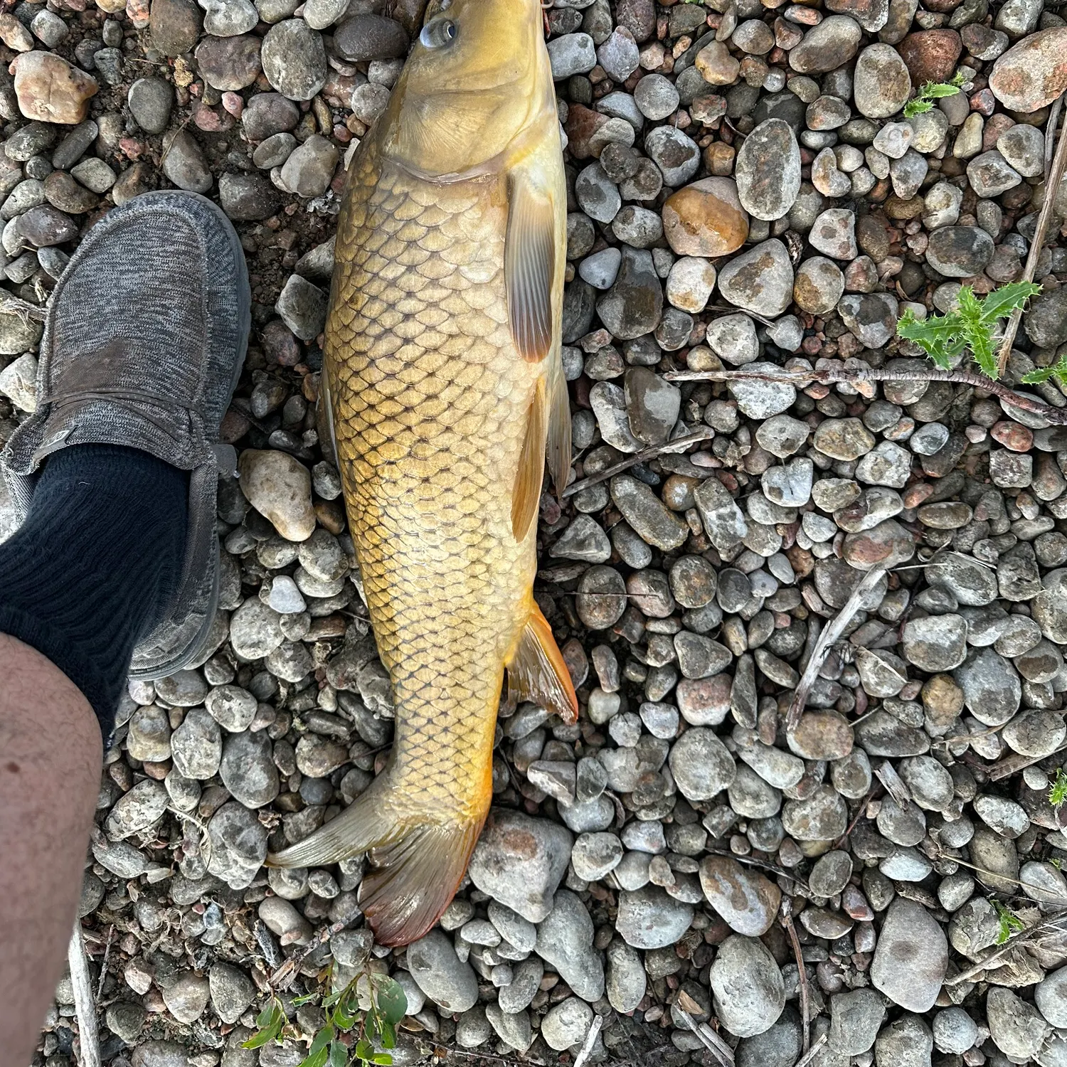 Common carp caught on Fishbrain