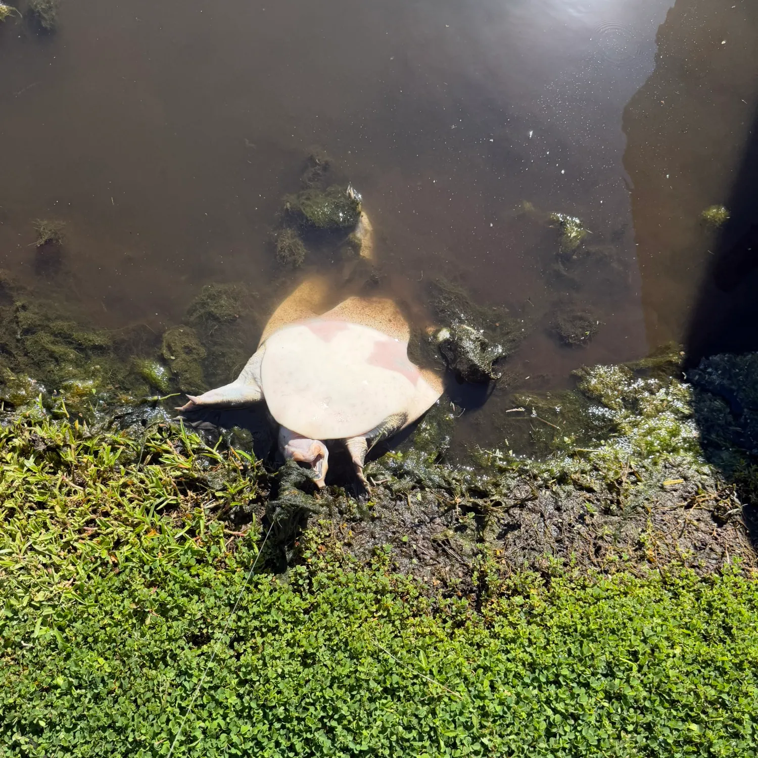 The most recent Florida softshell turtle catches on Fishbrain