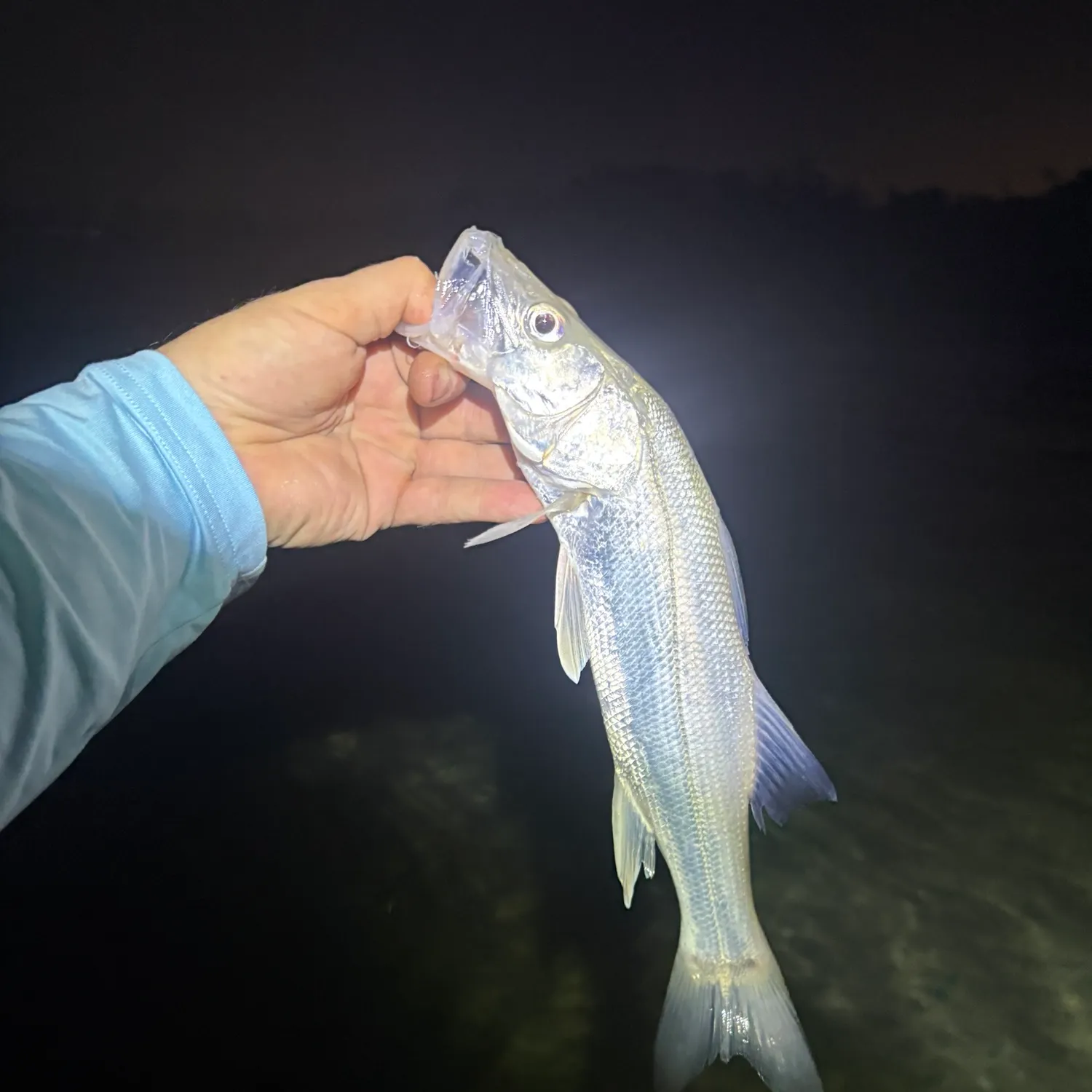 Common snook caught on Fishbrain