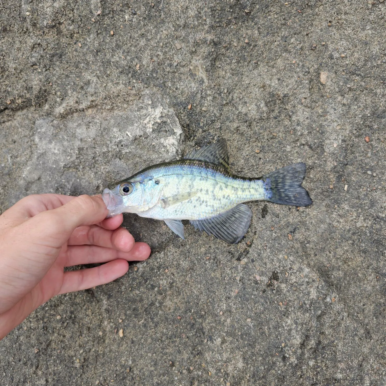 White crappie caught on Fishbrain