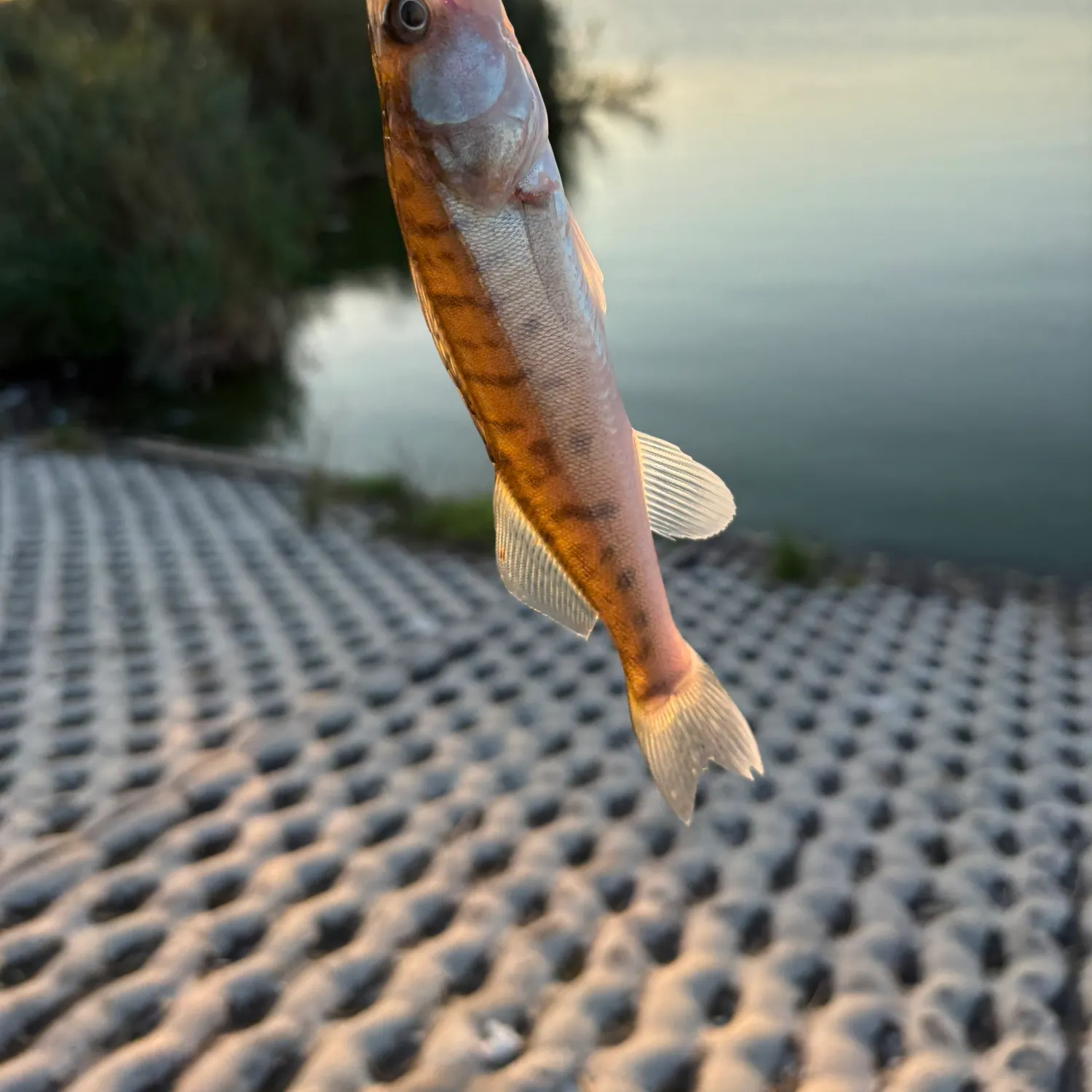 Zander caught on Fishbrain