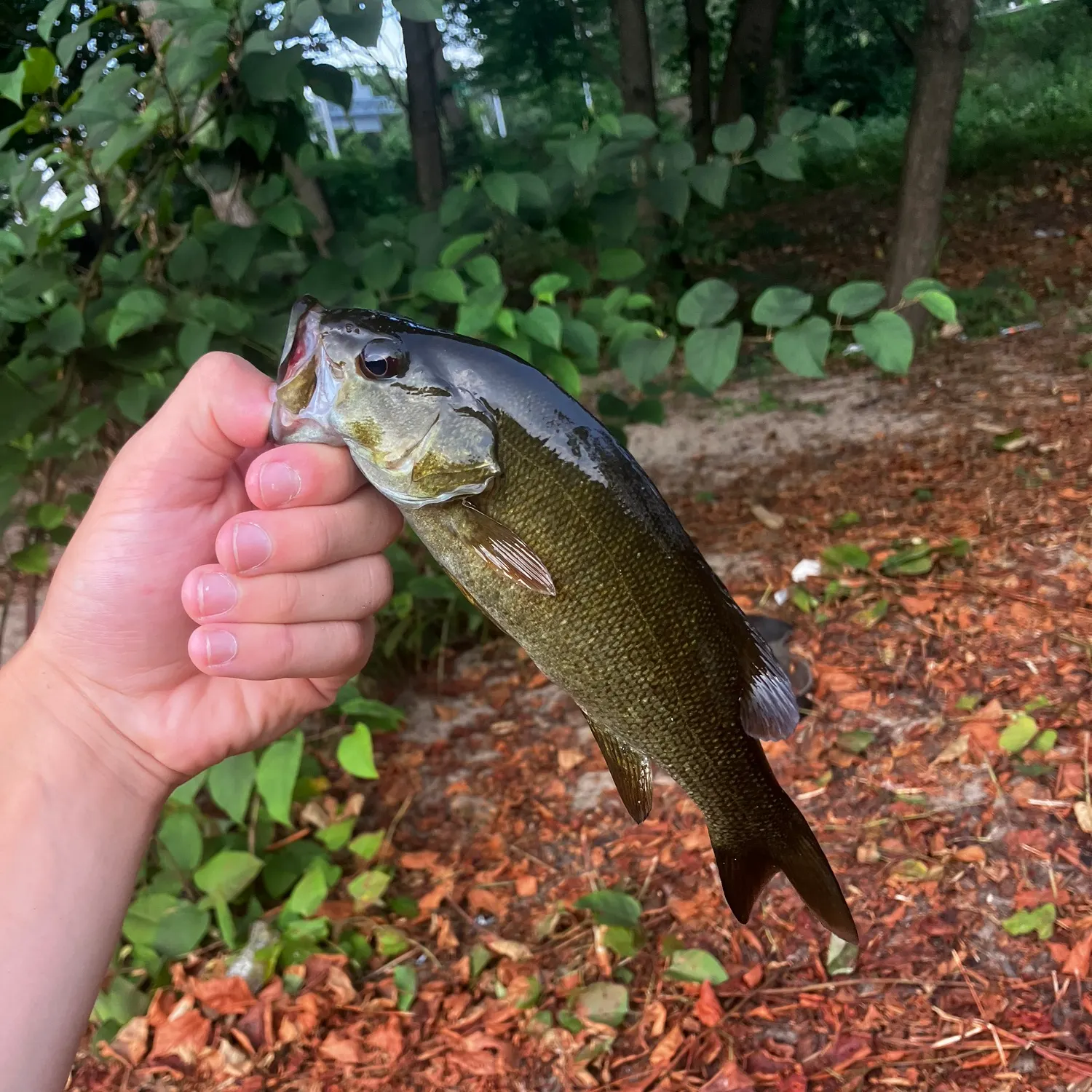 catch