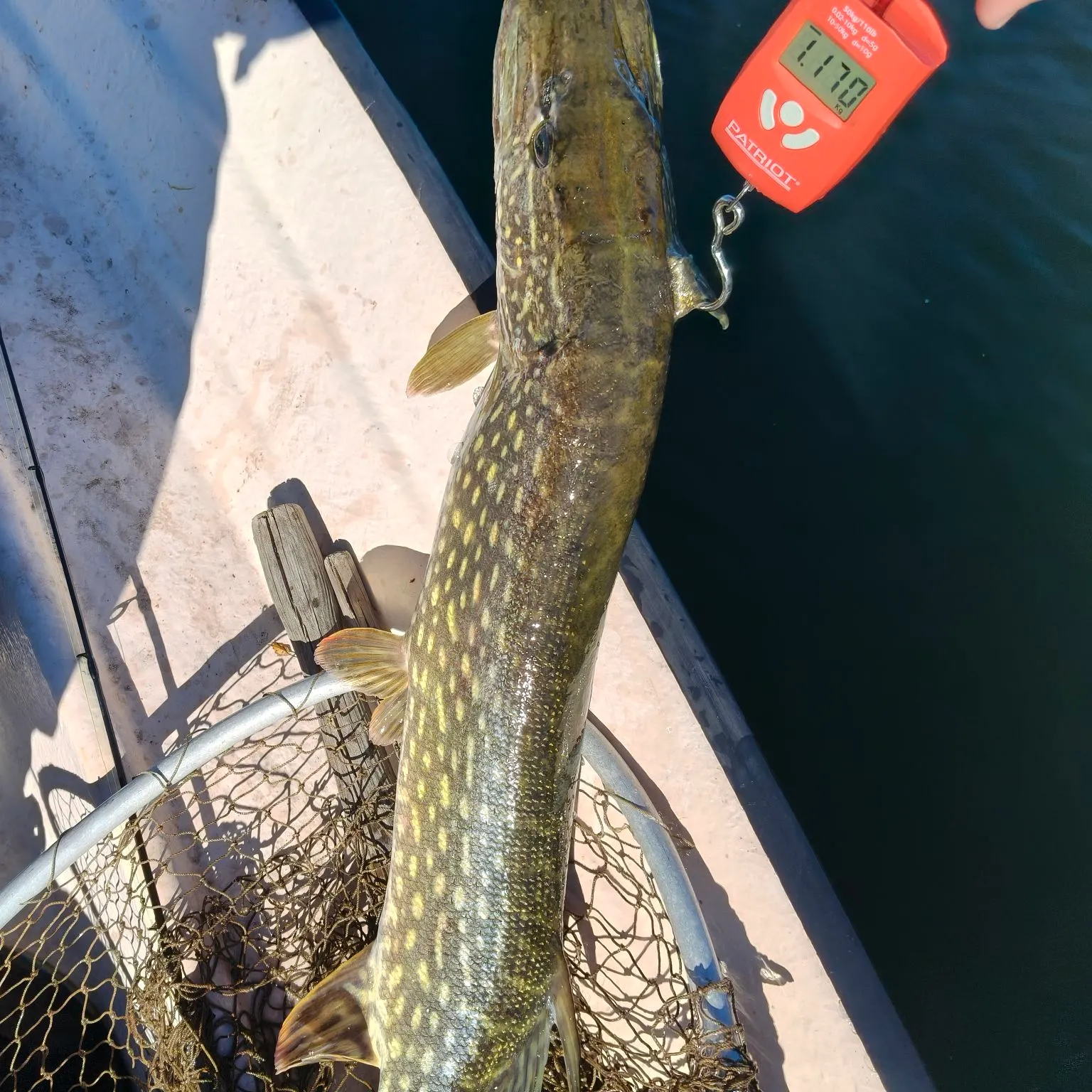 Northern pike caught on Fishbrain