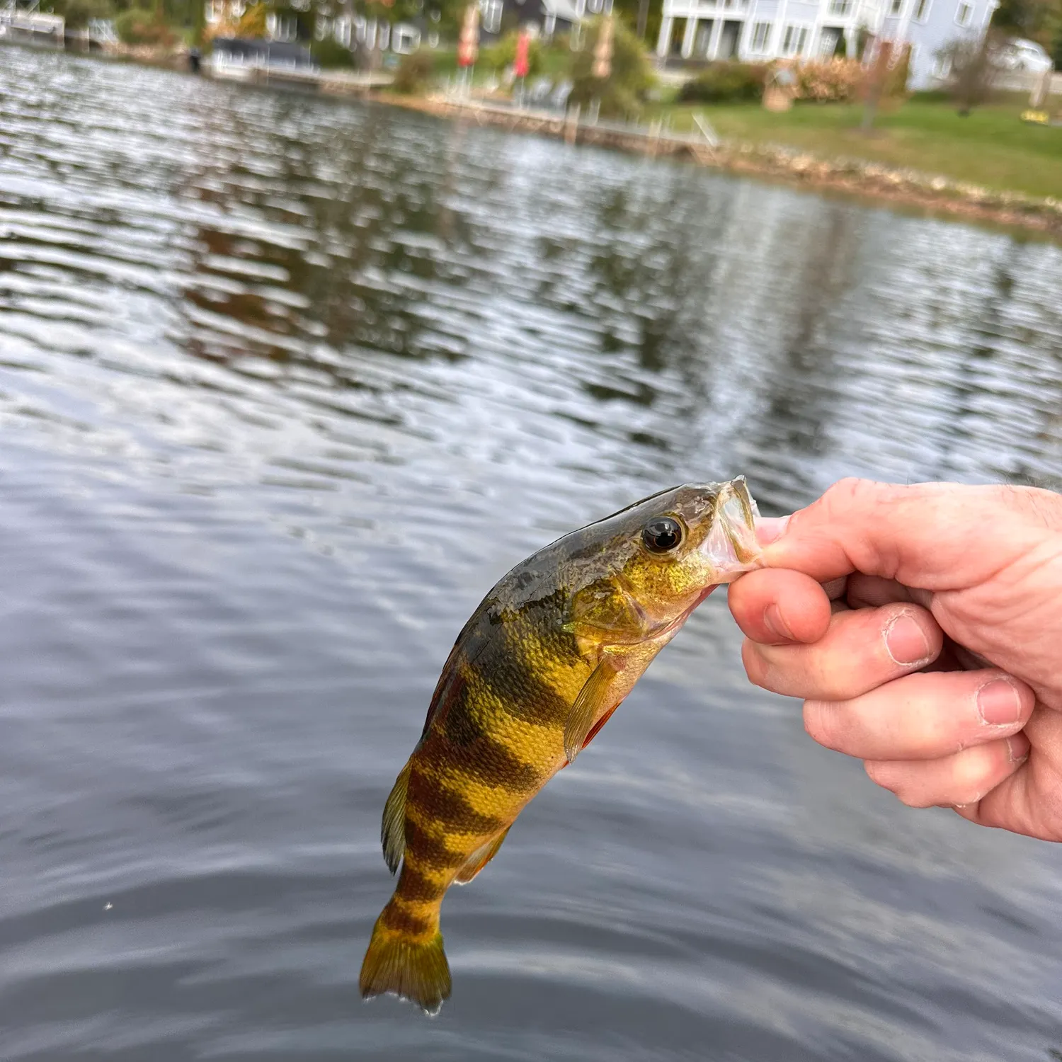 Yellow perch caught on Fishbrain