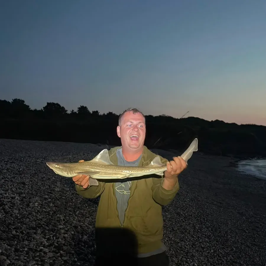 The most recent Starry smooth-hound catches on Fishbrain