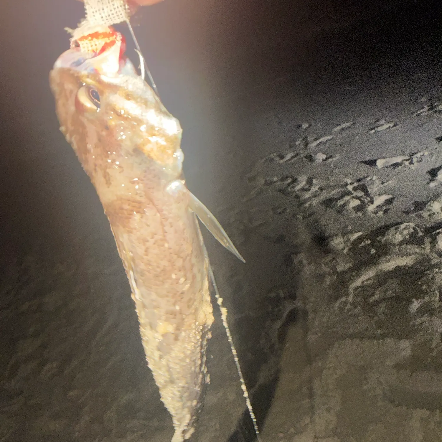 Northern kingcroaker caught on Fishbrain