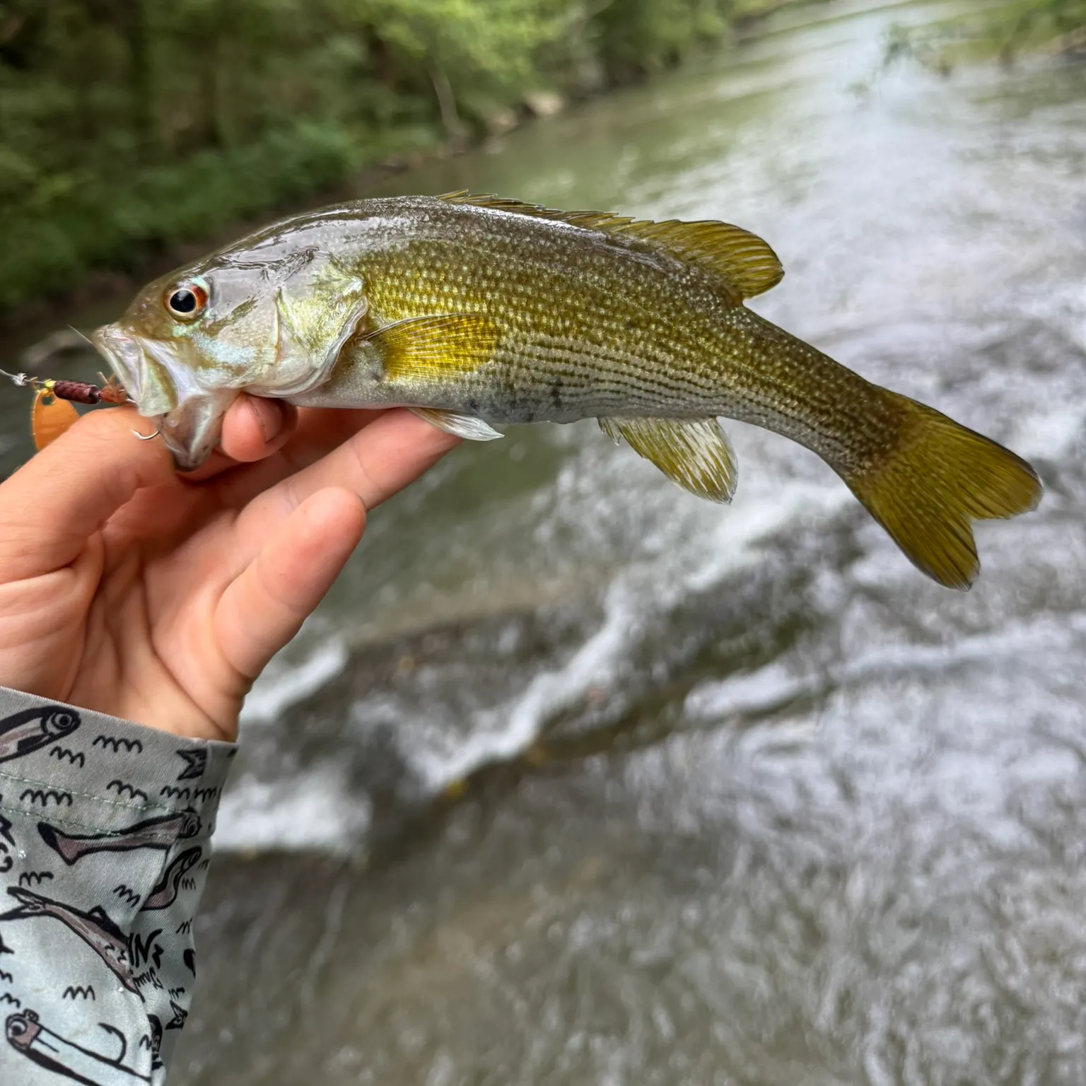 The most recent Cahaba bass catches on Fishbrain