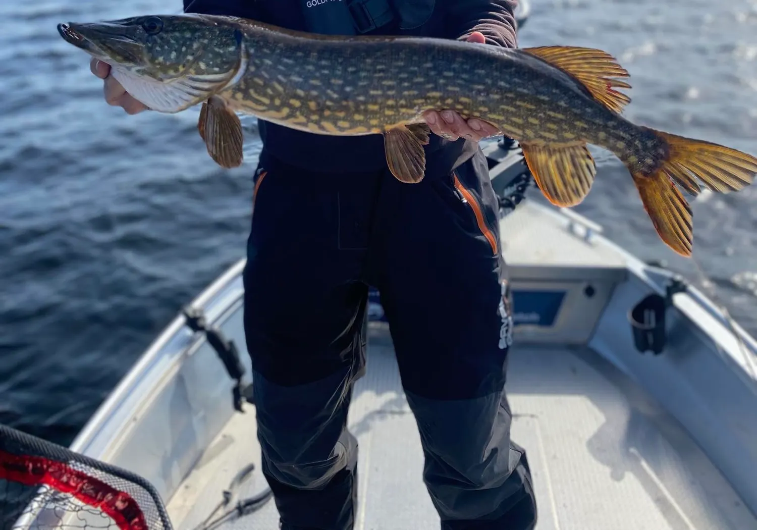 Northern pike