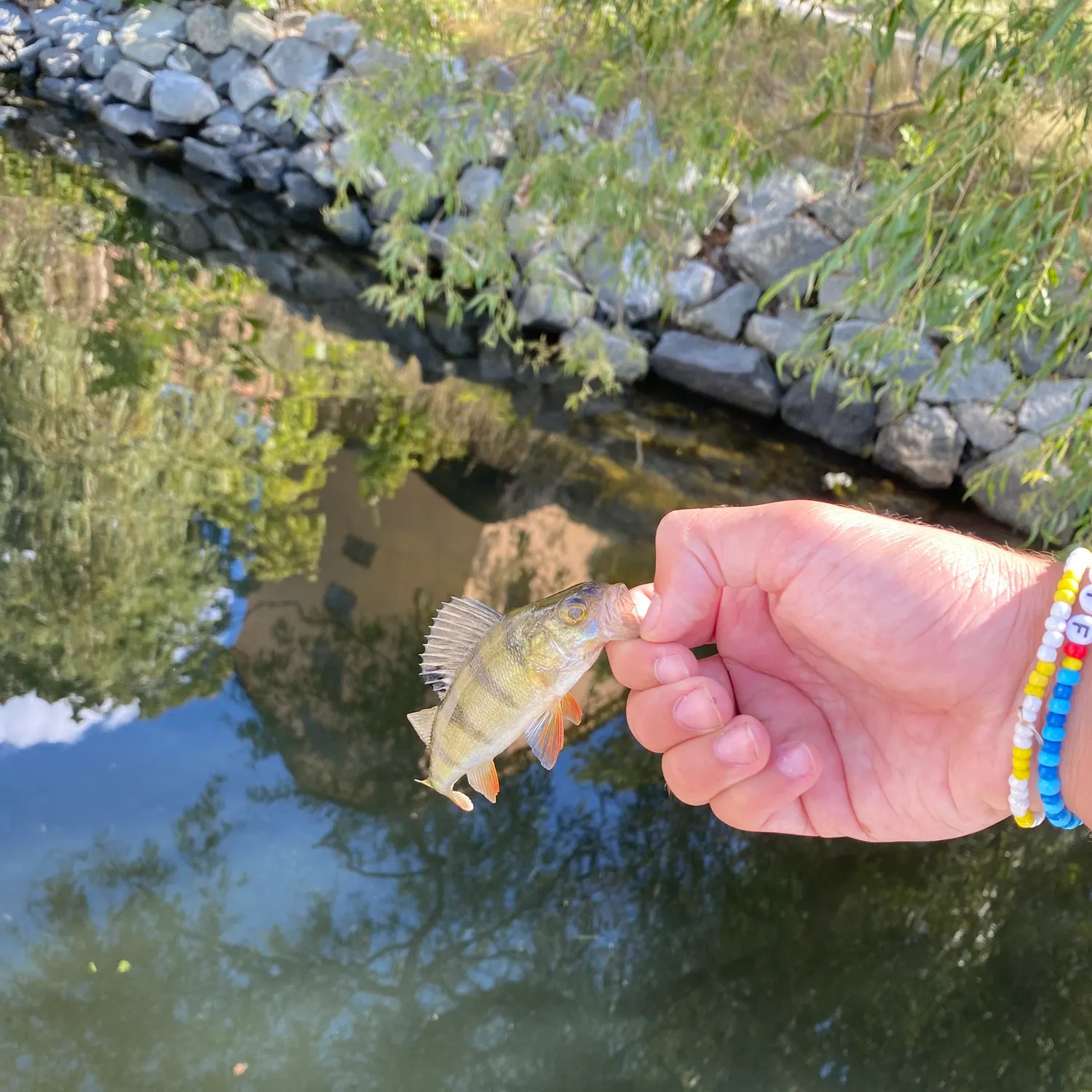 European perch caught on Fishbrain