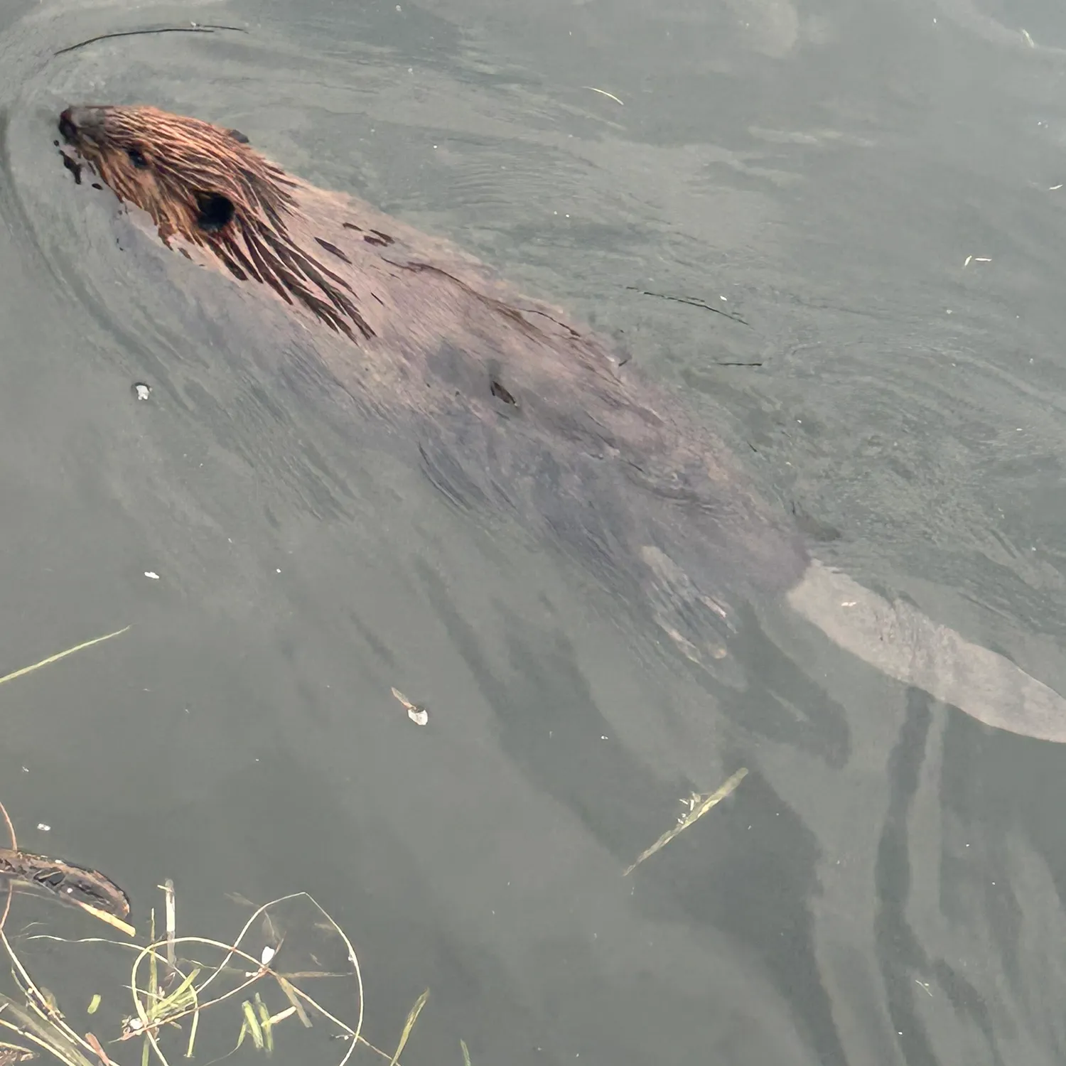 The most recent Ocean sunfish catches on Fishbrain