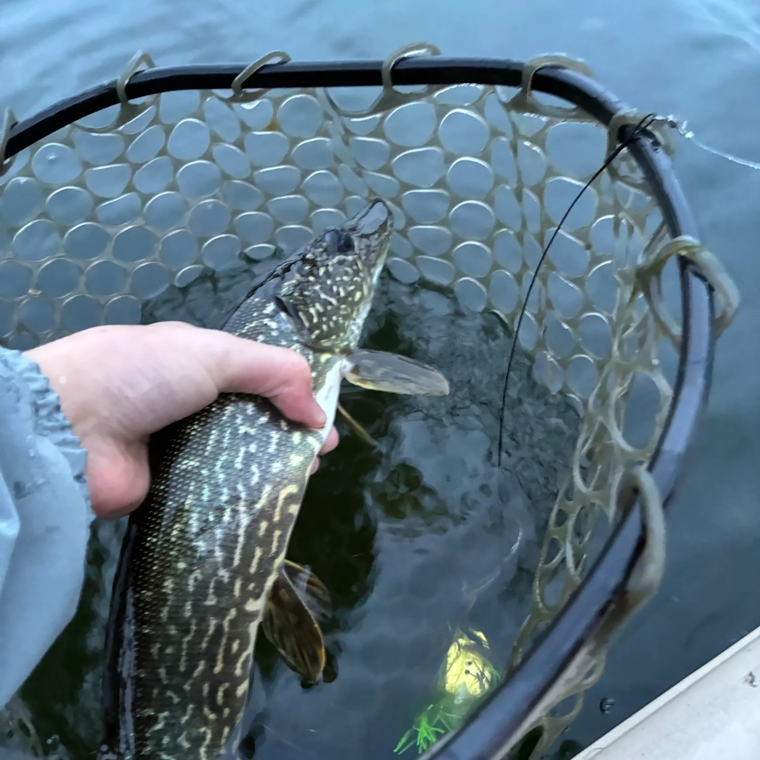 Northern pike caught on Fishbrain