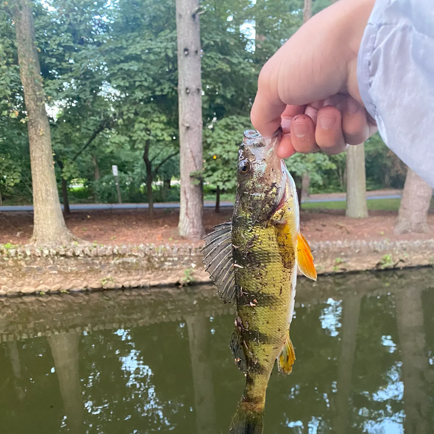 Yellow perch caught on Fishbrain