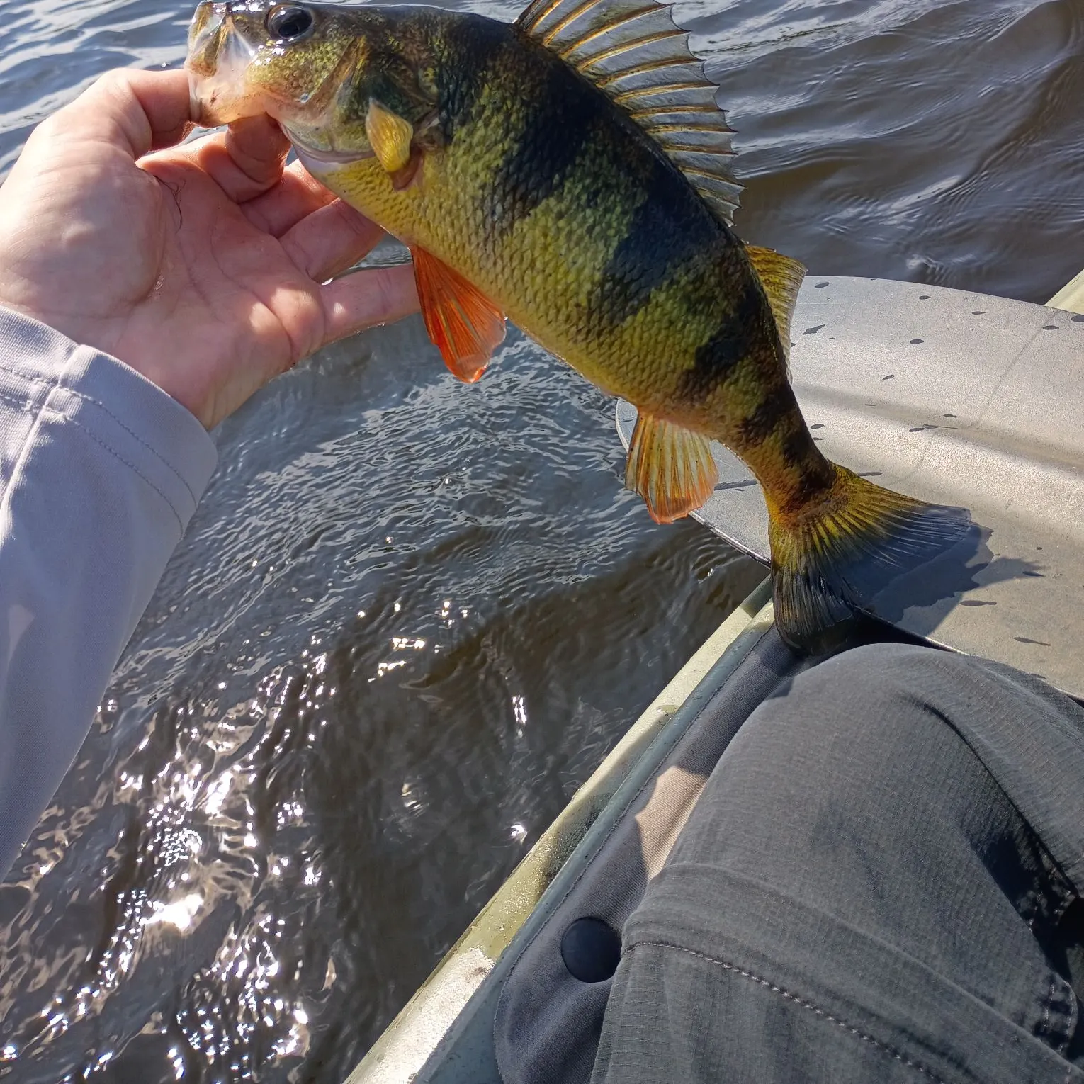 Yellow perch caught on Fishbrain
