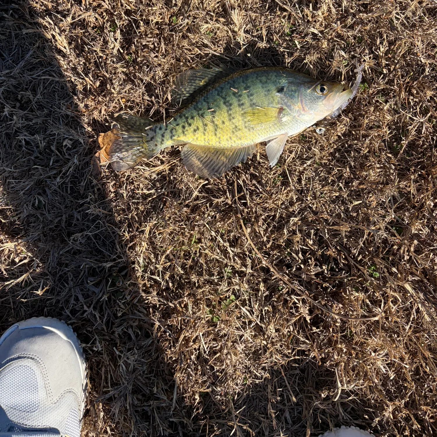 The most recent Magnolia crappie catches on Fishbrain