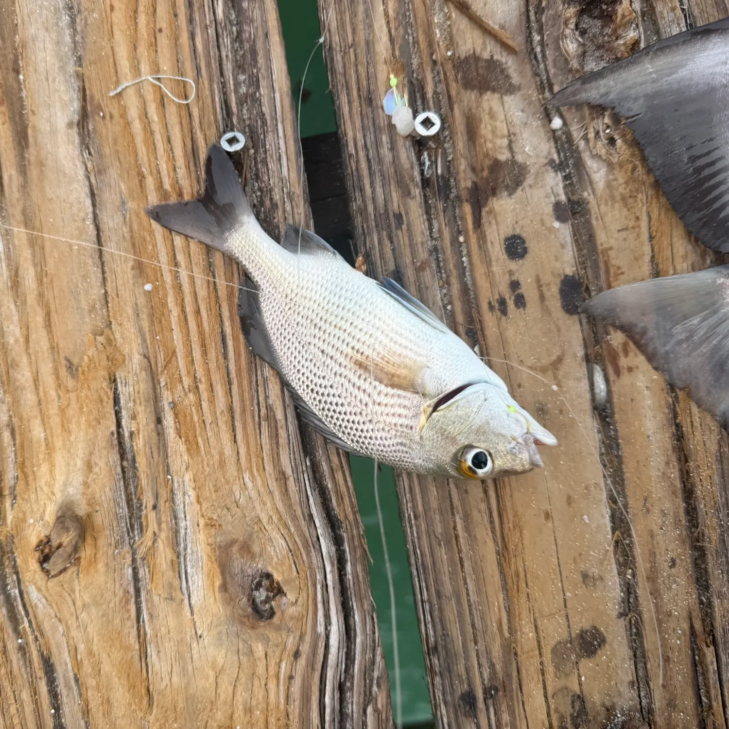 The most recent Sailor's choice grunt catches on Fishbrain