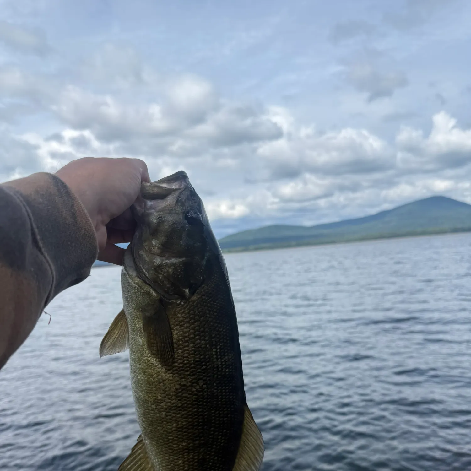 Smallmouth bass caught on Fishbrain