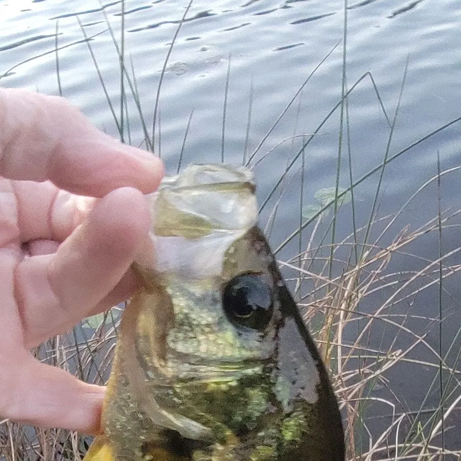 Black crappie caught on Fishbrain
