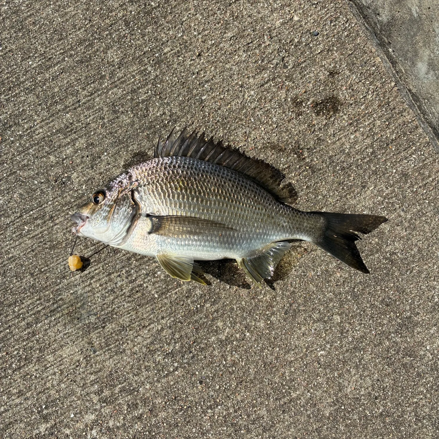 Southern black bream caught on Fishbrain