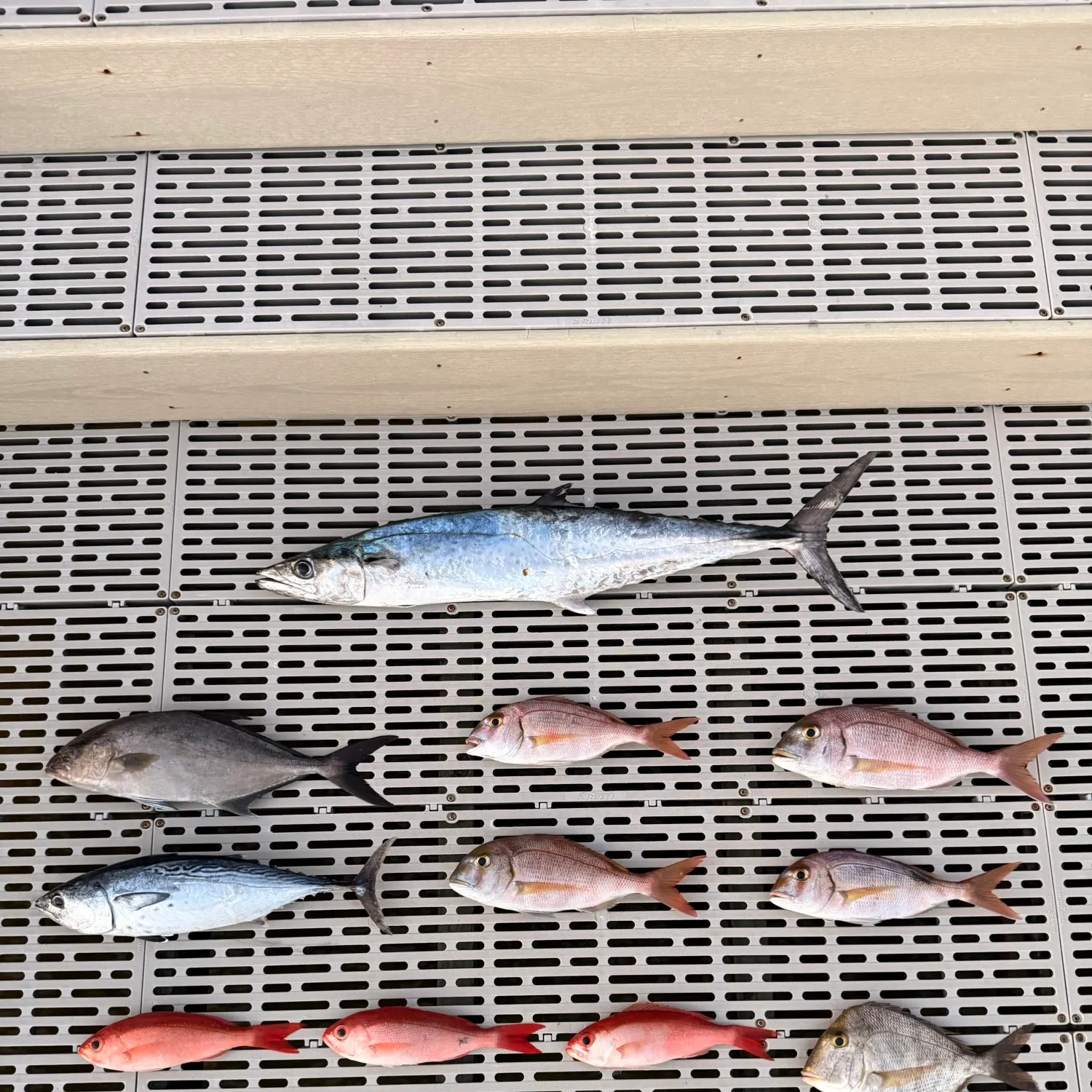 The most recent Common seabream catches on Fishbrain