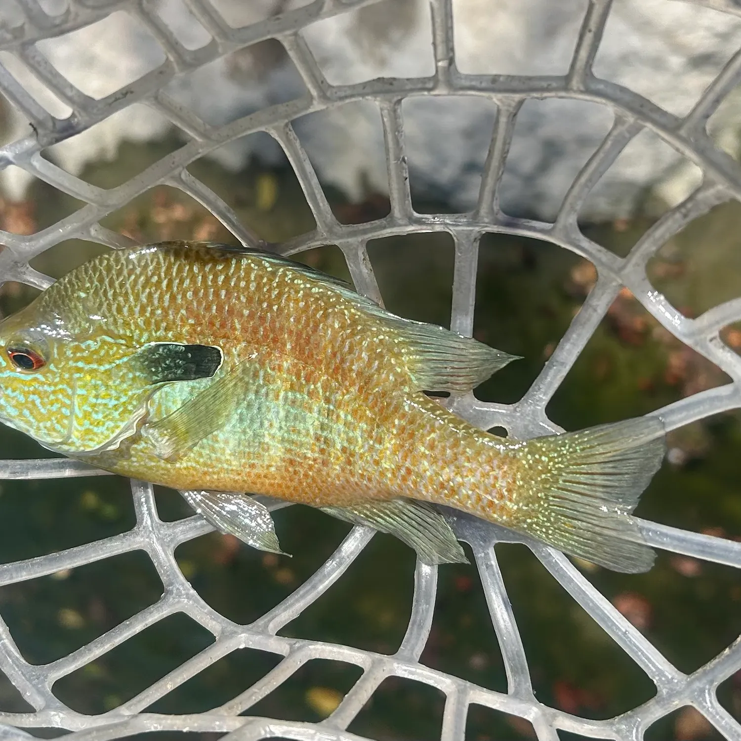 Longear sunfish caught on Fishbrain