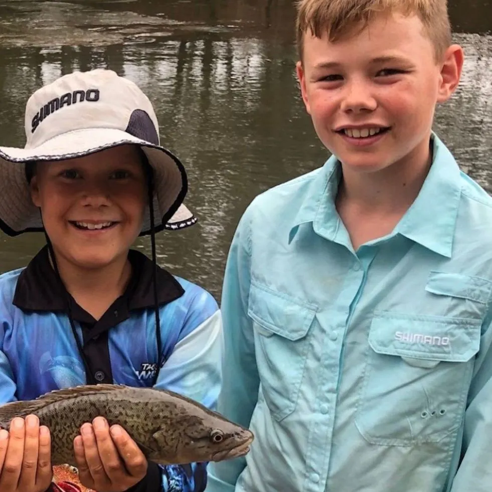 The most recent Trout cod catches on Fishbrain