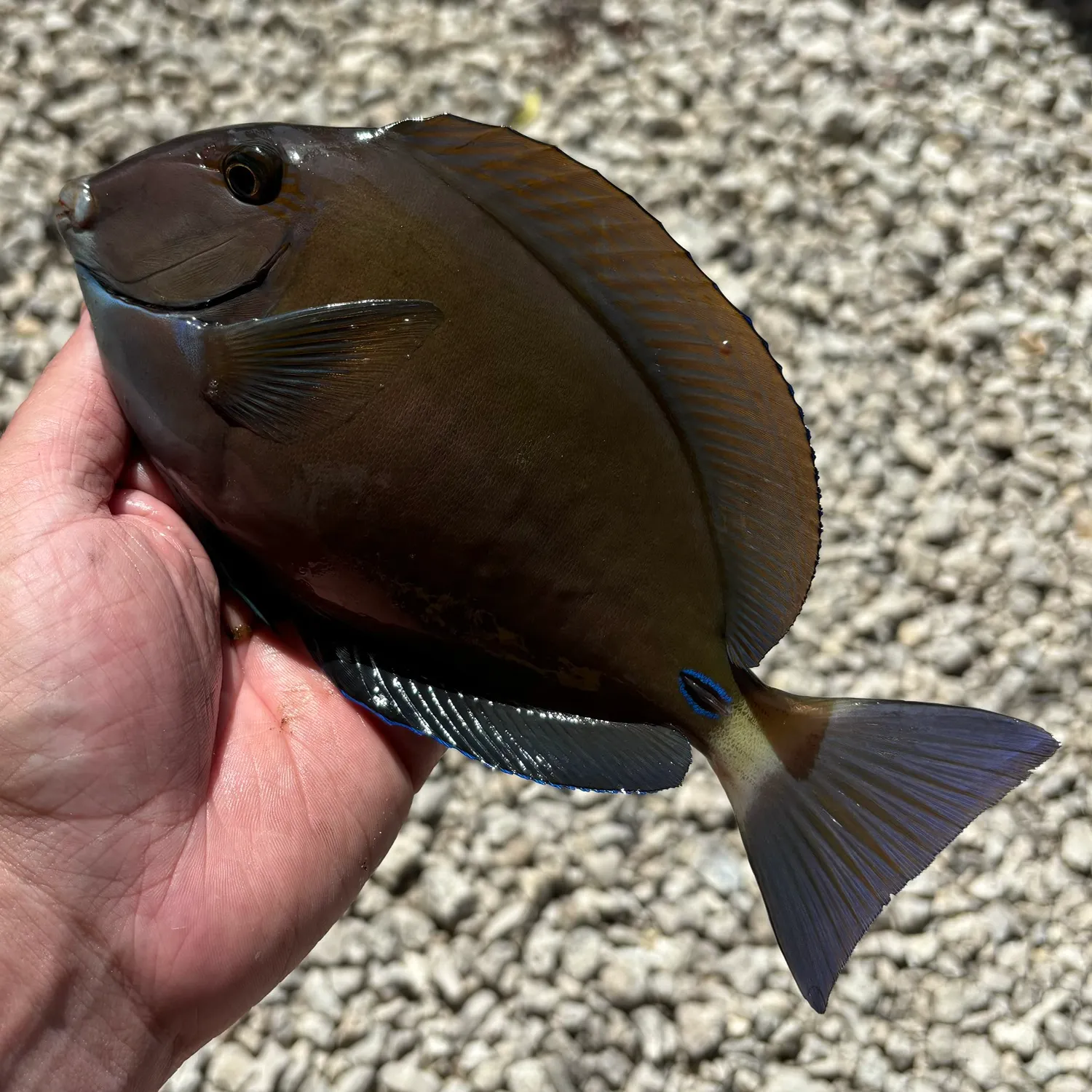 The most recent Doctorfish catches on Fishbrain