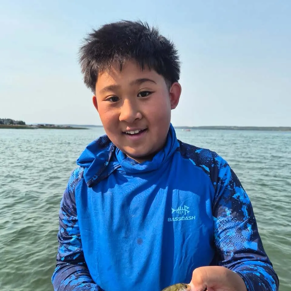 The most recent Yellow perch catches on Fishbrain