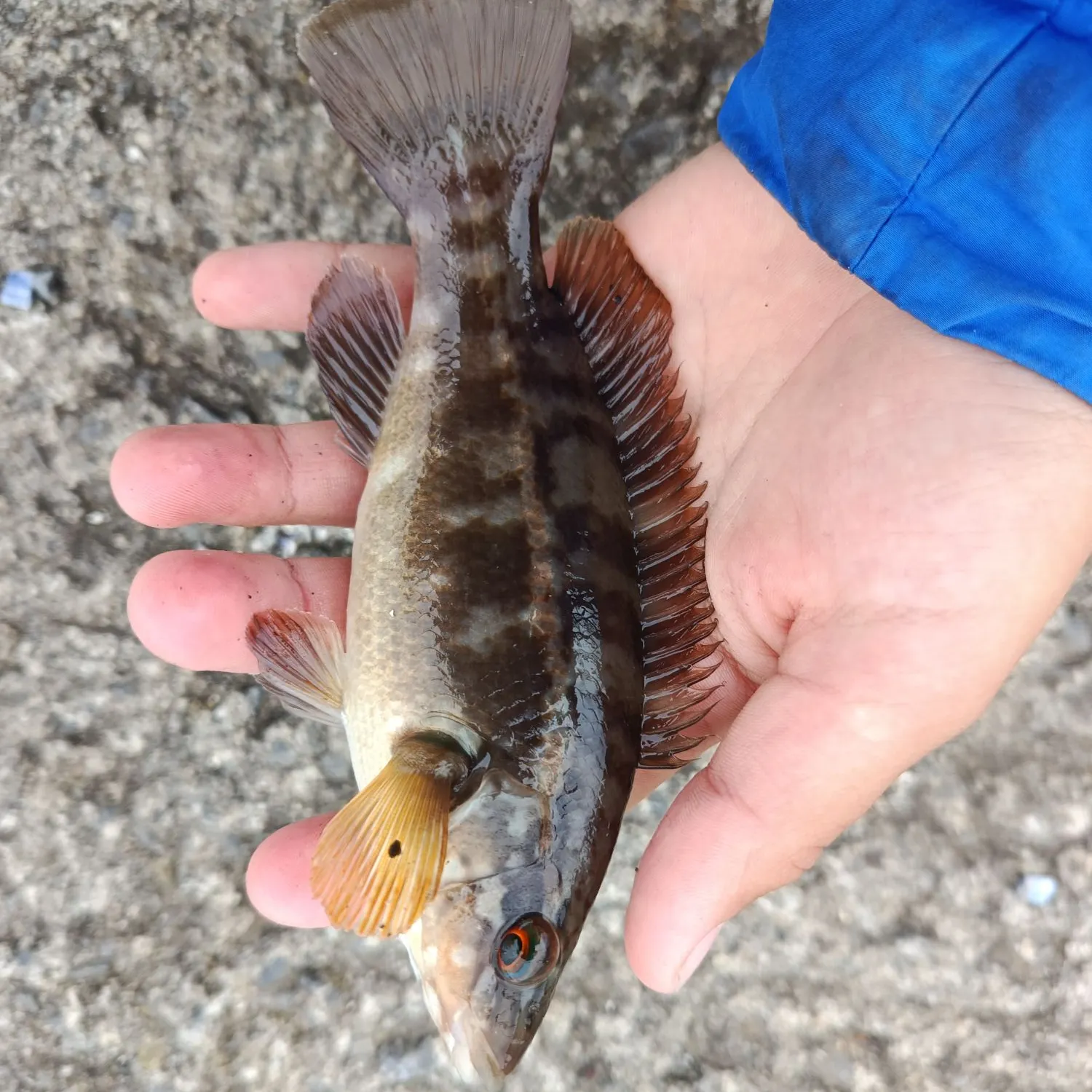 Ballan wrasse caught on Fishbrain