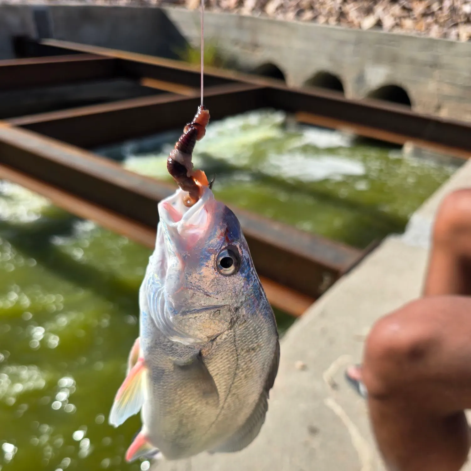 Freshwater drum caught on Fishbrain