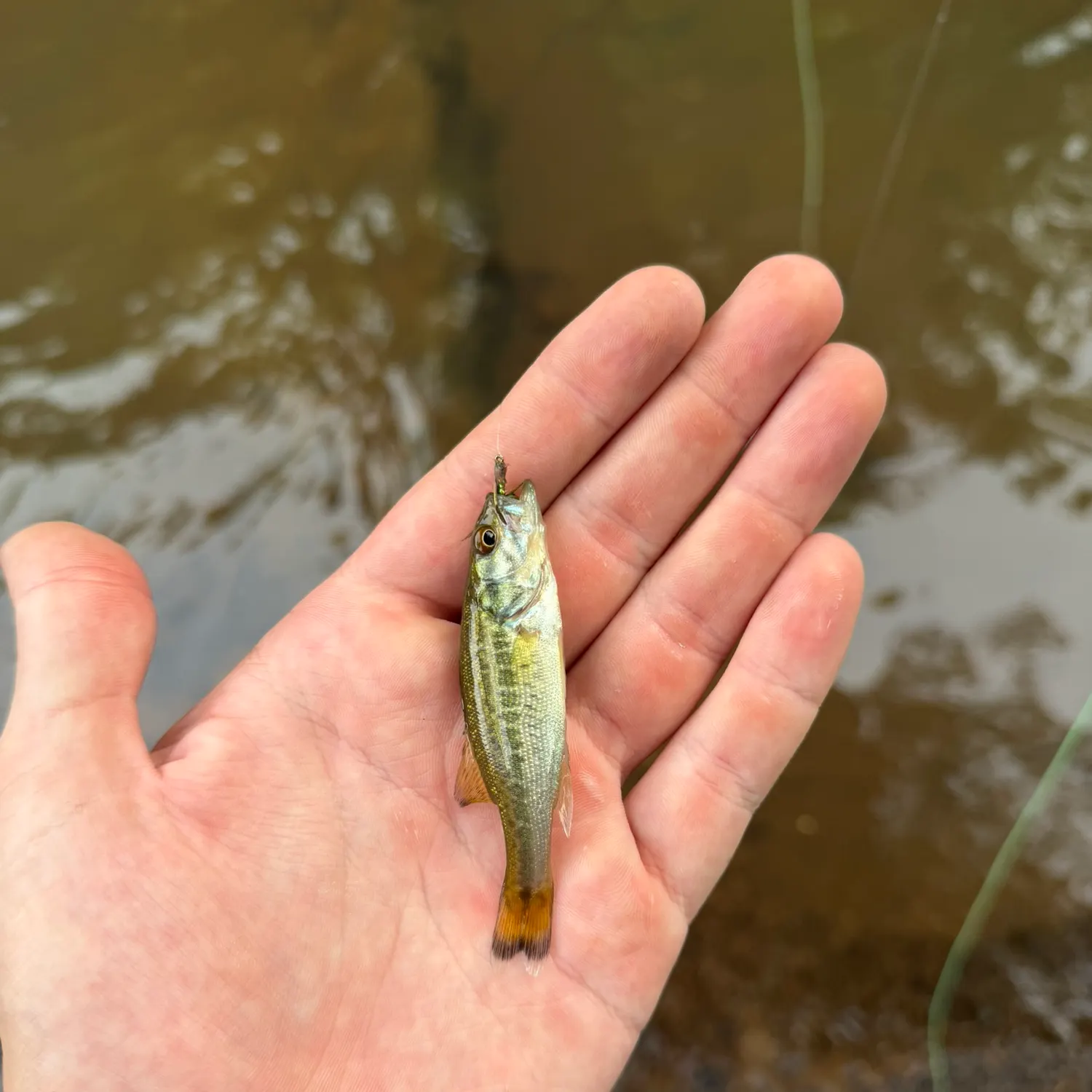 The most recent Shoal bass catches on Fishbrain