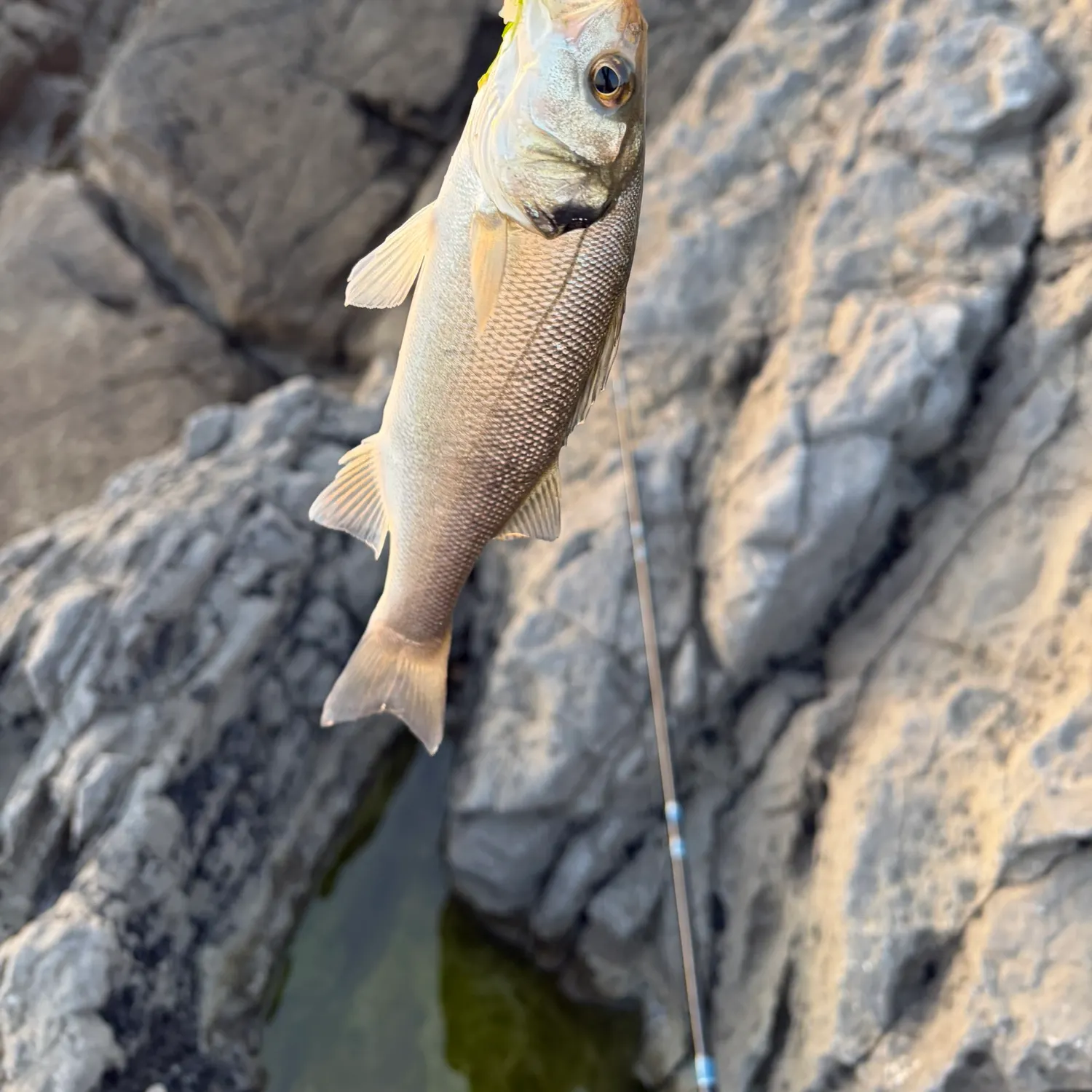 The most recent European seabass catches on Fishbrain